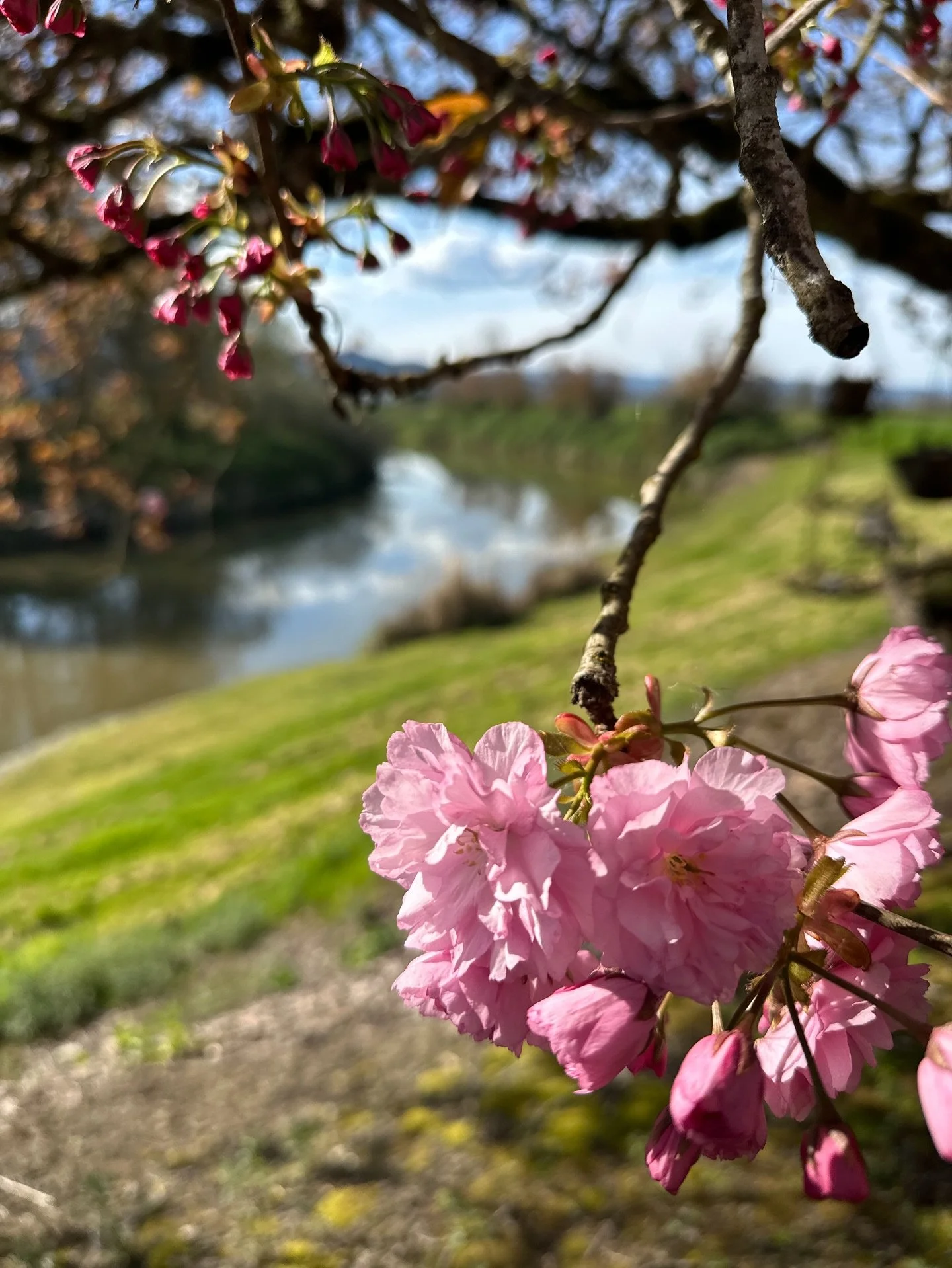 The first backyard cherry 🌸 to bloom. Be still my spring loving heart.🫀

#sauvieisland #sauviesisland #sauvieislandlocal #cherryblossom #cherryblossomseason
