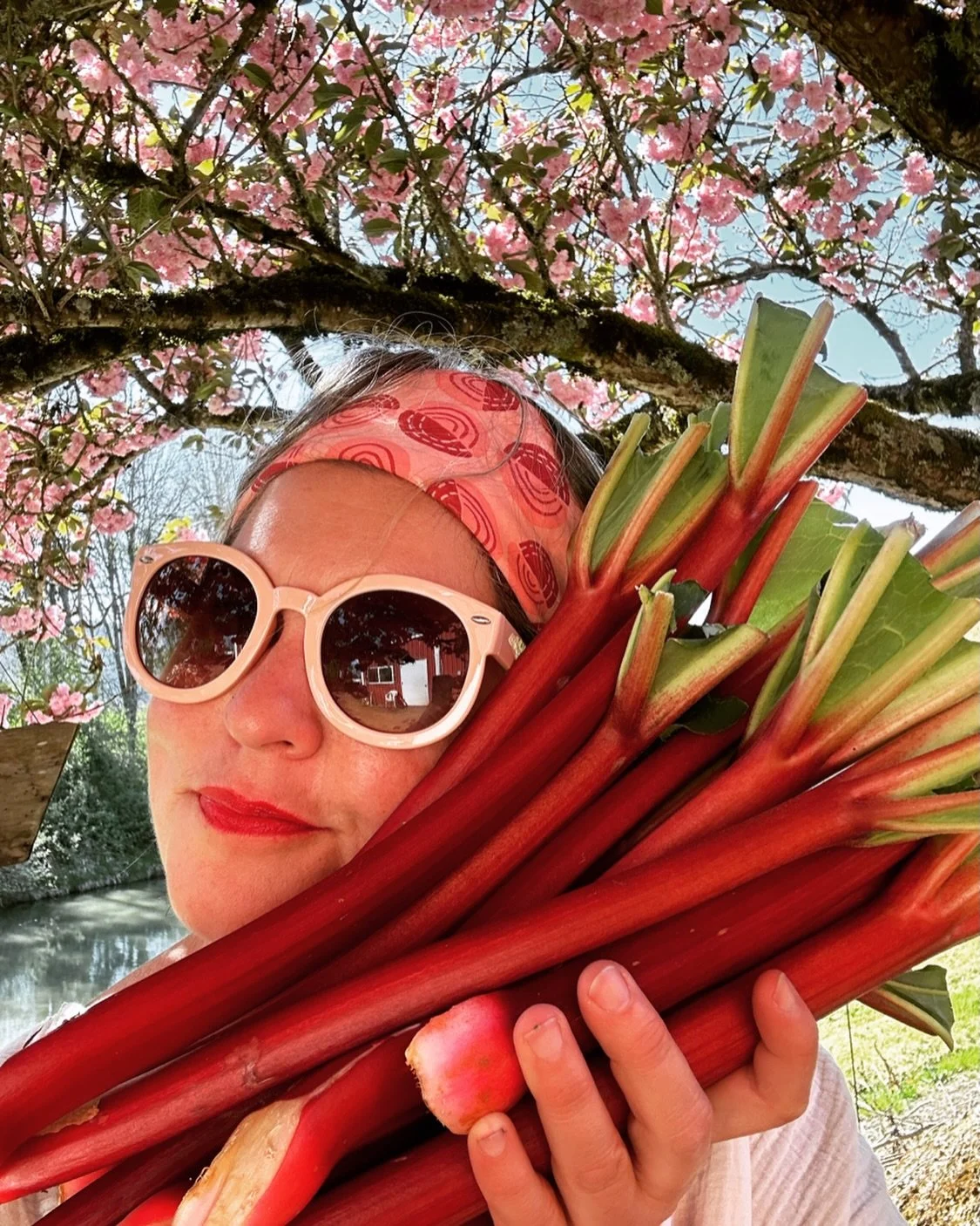 In our PINK season. Fresh Sauvie RHUBARB and a halo of Cherry blossoms, what a delight. 🌸

Who&rsquo;s ready for RHUBARB shrub flavors?! We just dropped RHUBARB RASPBERRY on the website! Go grab one.

#rhubarb #cherryblossoms #sauvieisland #sauviesi