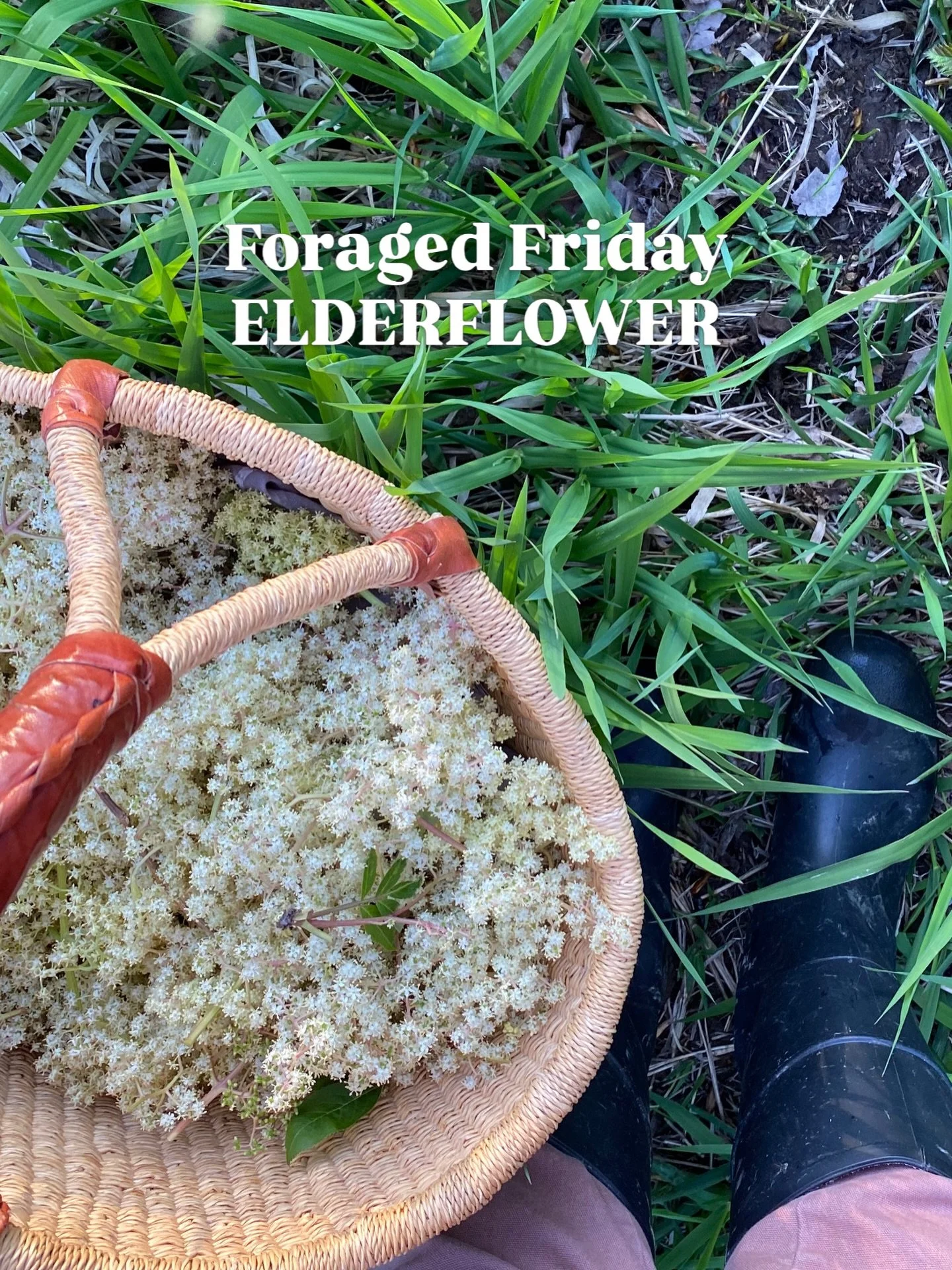 For the love of glorious ELDERFLOWER! 

I usually spot and forage these blooms in mid to late May, but after such a mild winter, they&rsquo;re already here!

Did you know elderflower is a beautiful ally during allergy season? It&rsquo;s considered a 