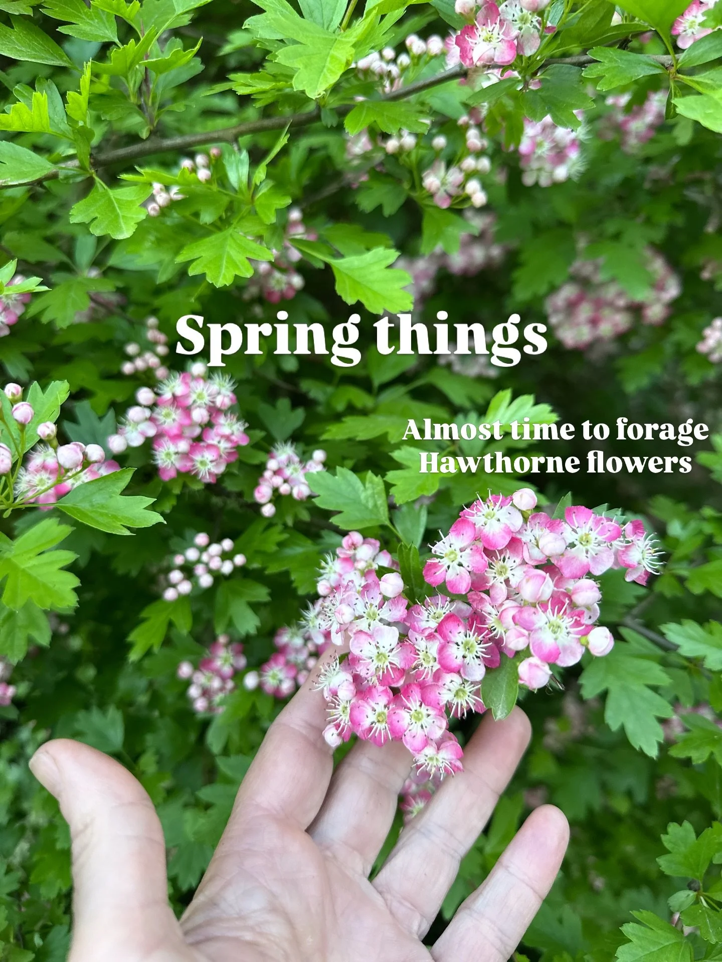 In no particular order:
Foraging
Flowers 
Slow intentional mornings 
Tea
Evening walks &amp; hikes
Island Magic
Sauna/Cold plunge 
Rhubarb 
Zen moments 
These are a few of my favorite things . . .