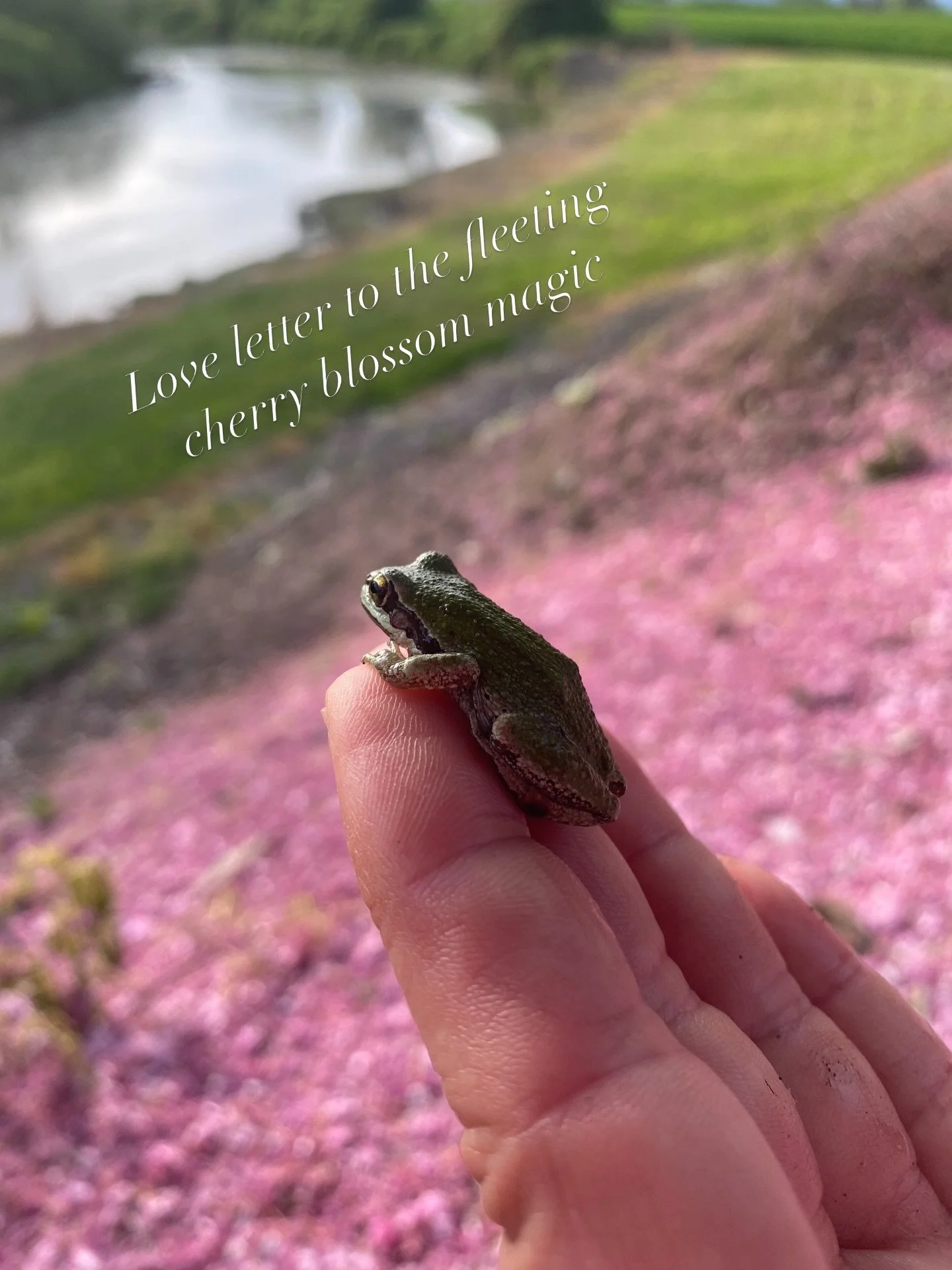 🌸🌸🌸🌸🌸🌸🌸🌸🌸🌸🌸