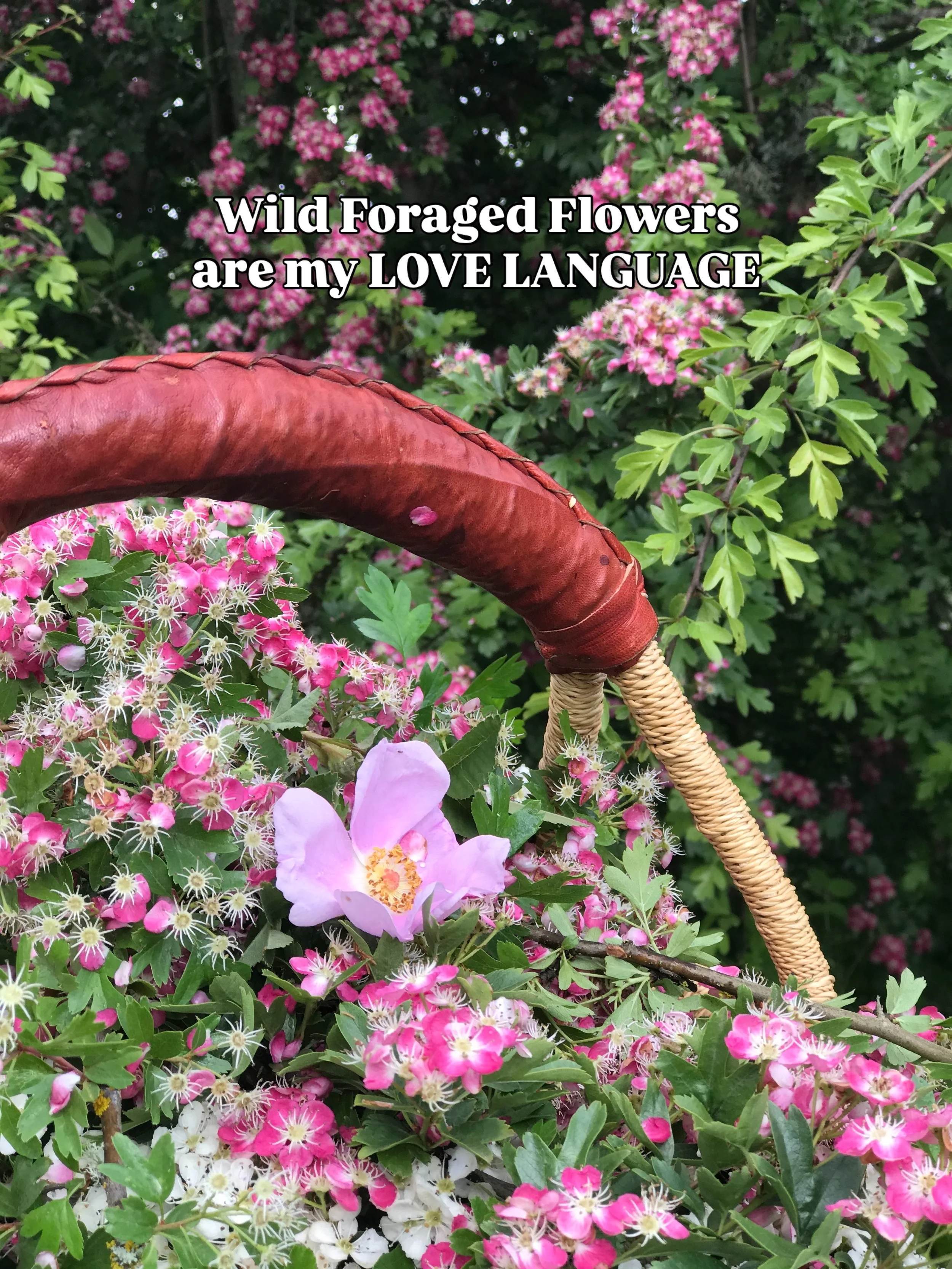 🌸Spring foraging in full swing. Gotta get it in between the rains because it&rsquo;s a sweet fleeting window. 🌸

Nootka Rose petals and Hawthorn flowers are a favorite combo of mine to use in Cordials, Oxymels, Teas, &amp; Tinctures. If I could pic