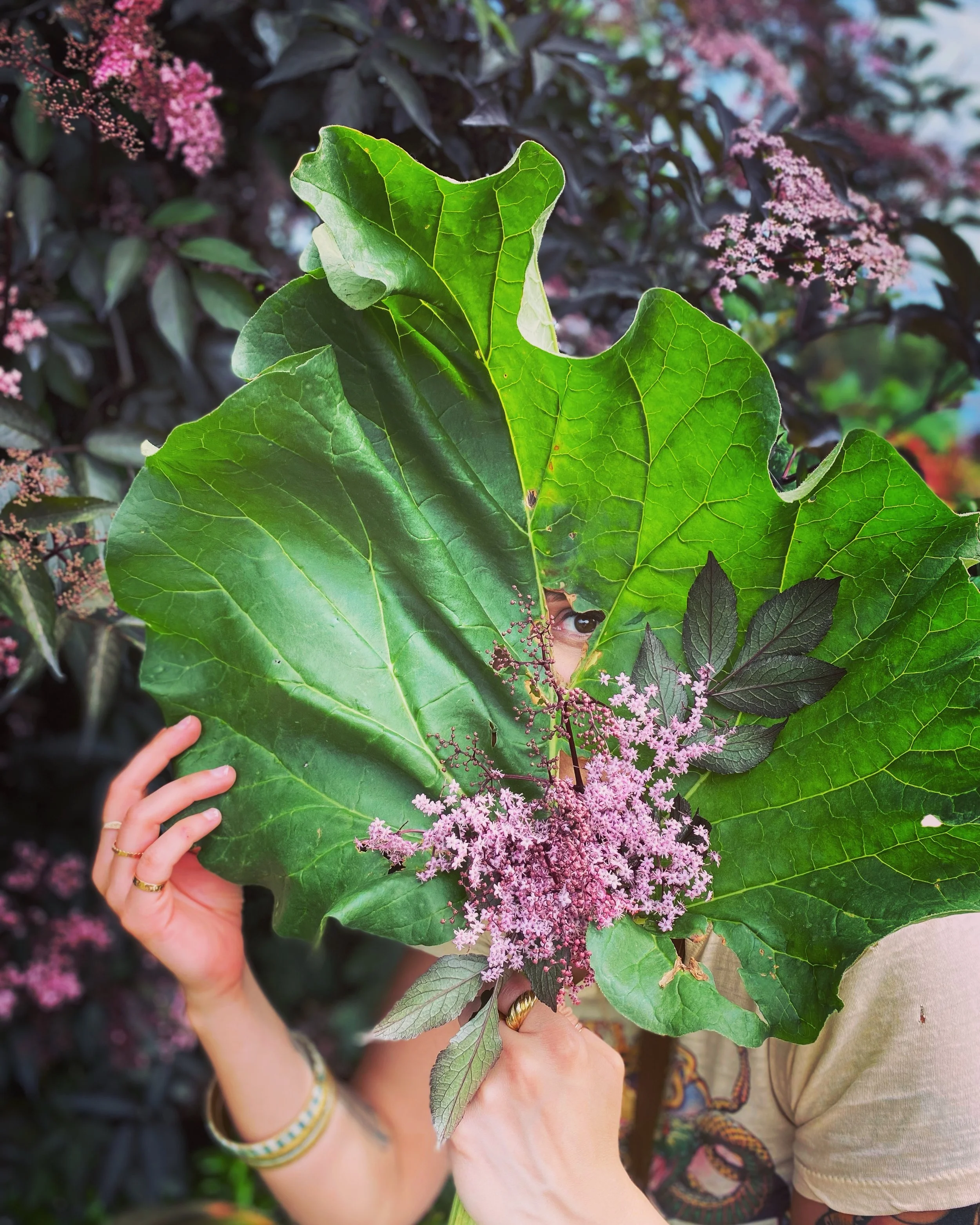 Peekaboo through the Rhubarb lead and Sambucus Black Lace Elderberry flowers. Also, happy late spring. 🌸