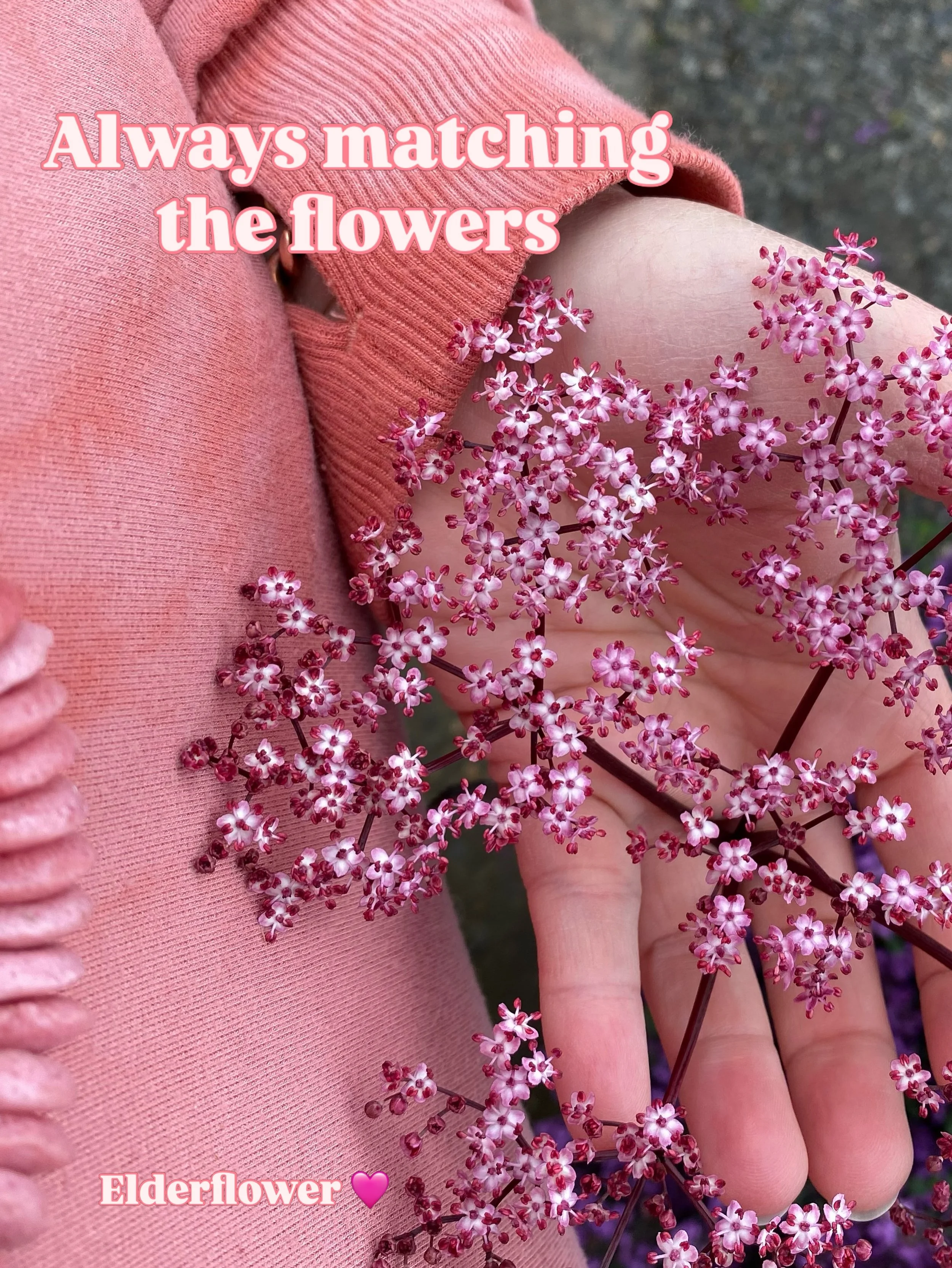🌸 ELDERFLOWER CORDIAL 🌸

We made you Elderflower Cordial!
It takes a whole lot of these sweet, delicate florets to create a small batch of cordial, which is essentially a fancy, elevated simple syrup.

Using a combination of flowers we foraged from