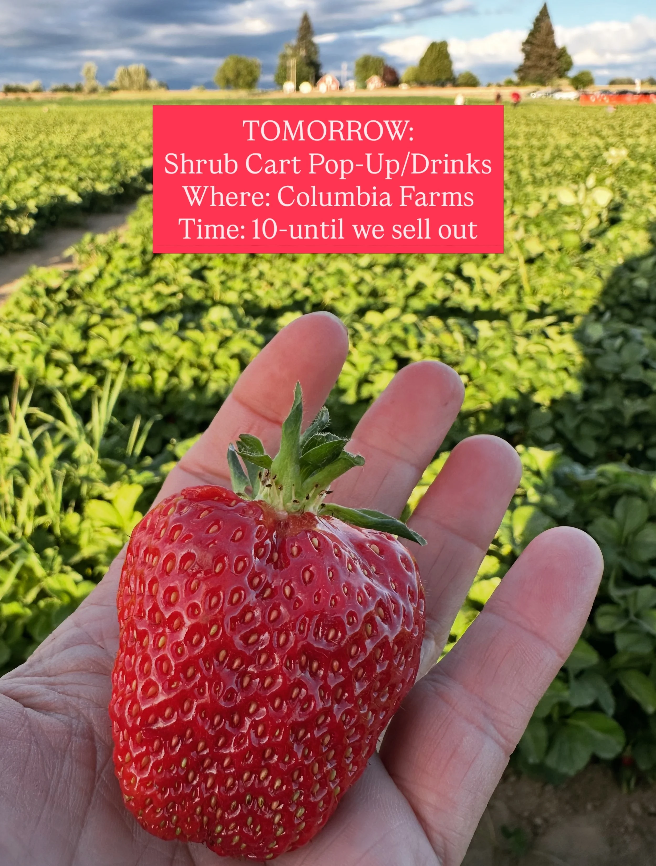🍓Find us &amp; the shrub cart popping up tomorrow at @columbiafarms! 

Come grab a cup of STRAWBERRY RHUBARB SHRUB LEMONADE SPRITZ (made with Columbia strawberries) and perhaps a bottle of shrub to take home) after you pick all the Finnitos!🍓