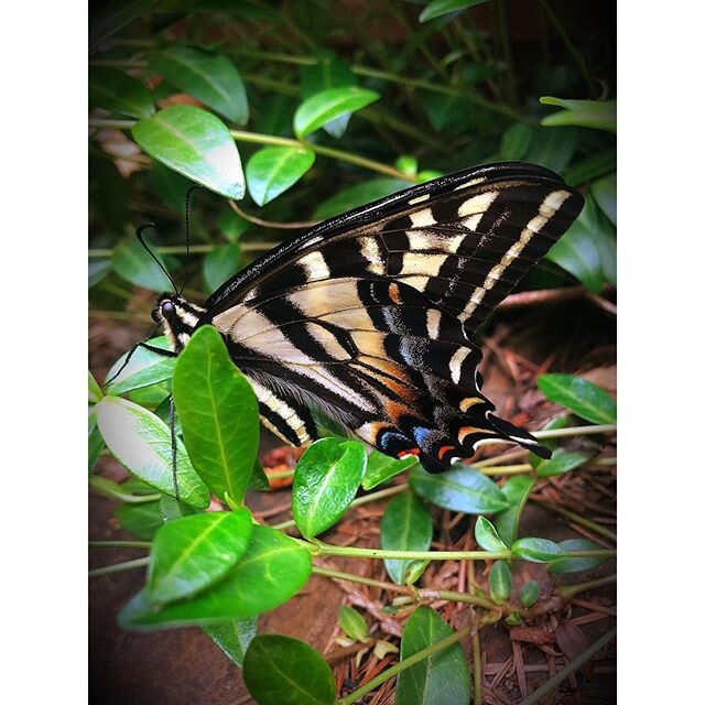 This new friend was just chilling on my porch for a couple of hours this afternoon. Almost as big as my hand. What does it mean?? #swallowtailbutterfly