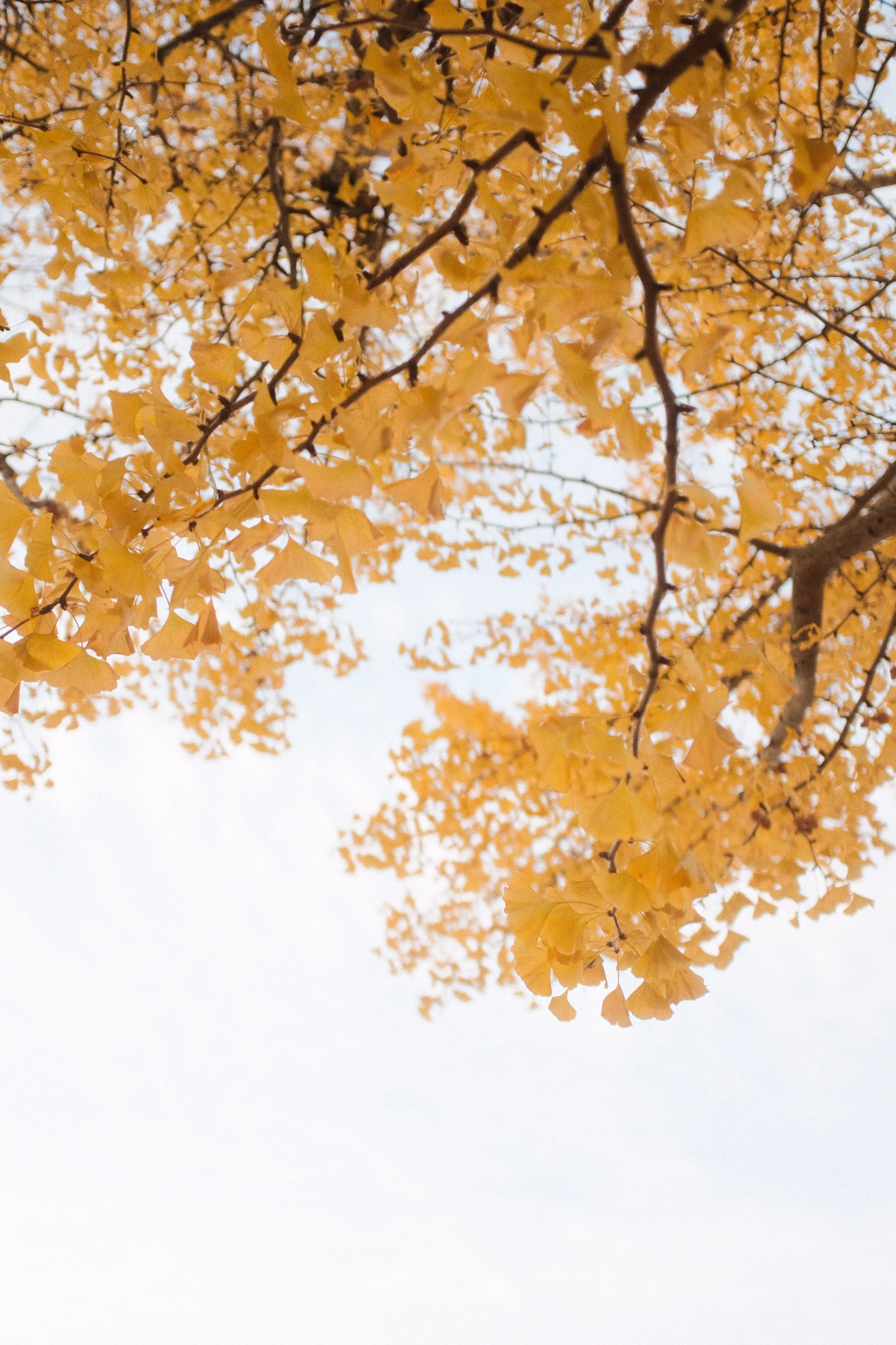 Mindfulness Challenges 1.1