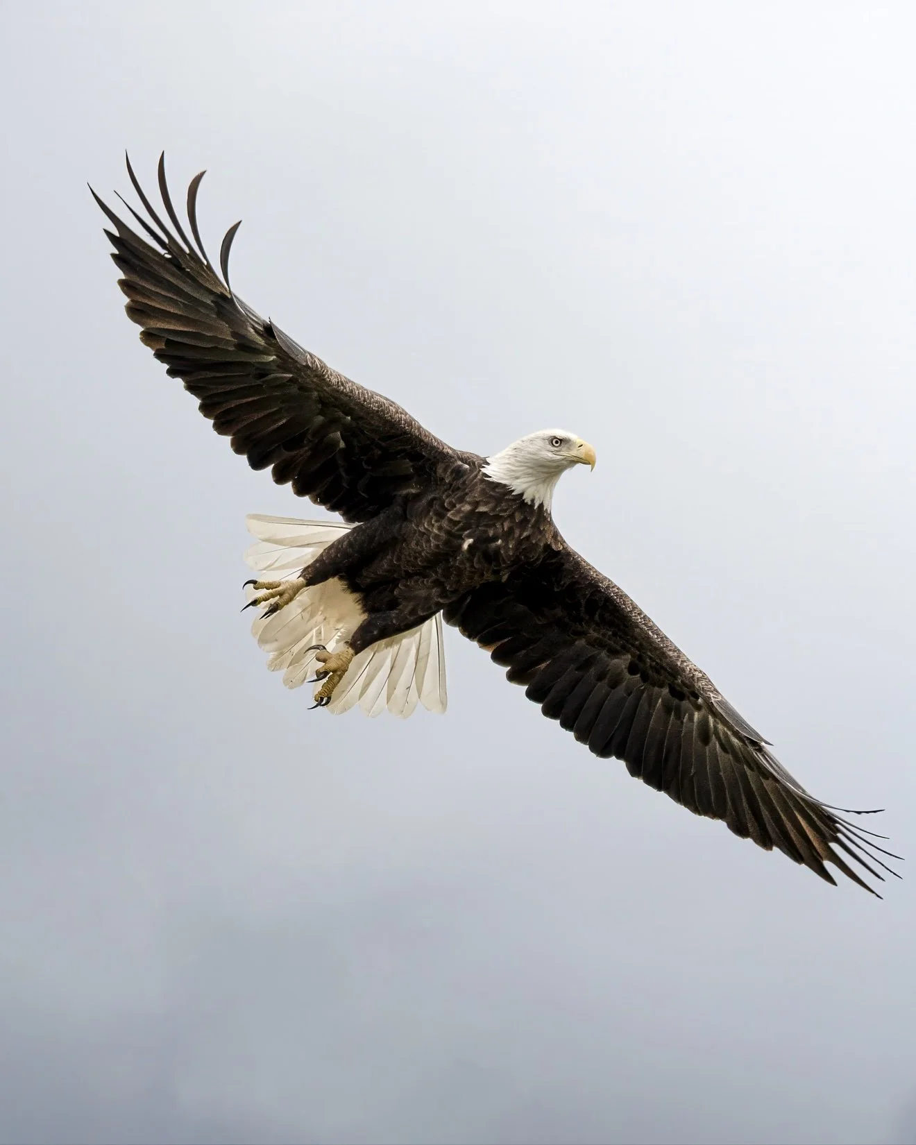 Bald eagle in flight — fine art photograph by Tony Greene