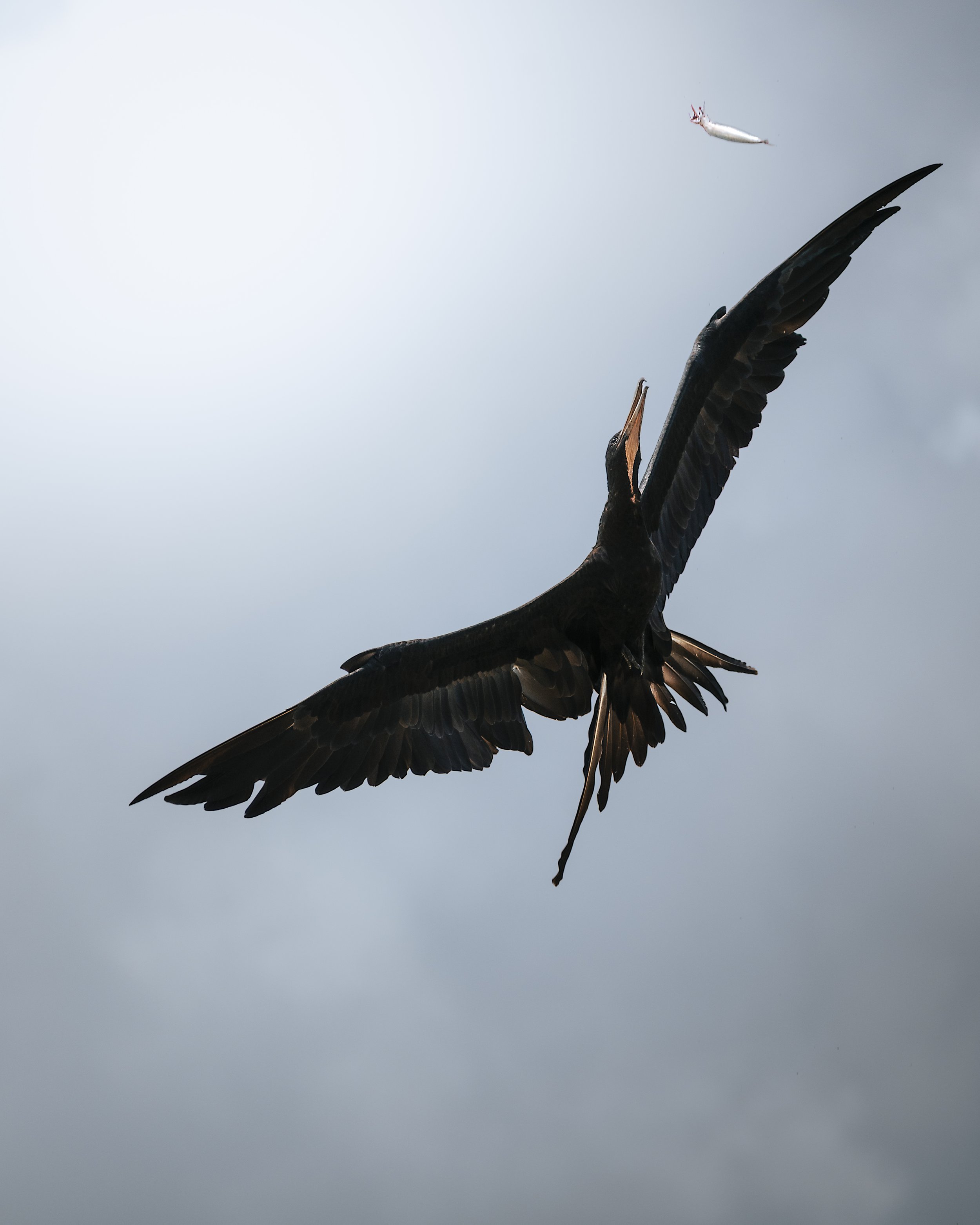 _DSC8764-Edit.jpeg