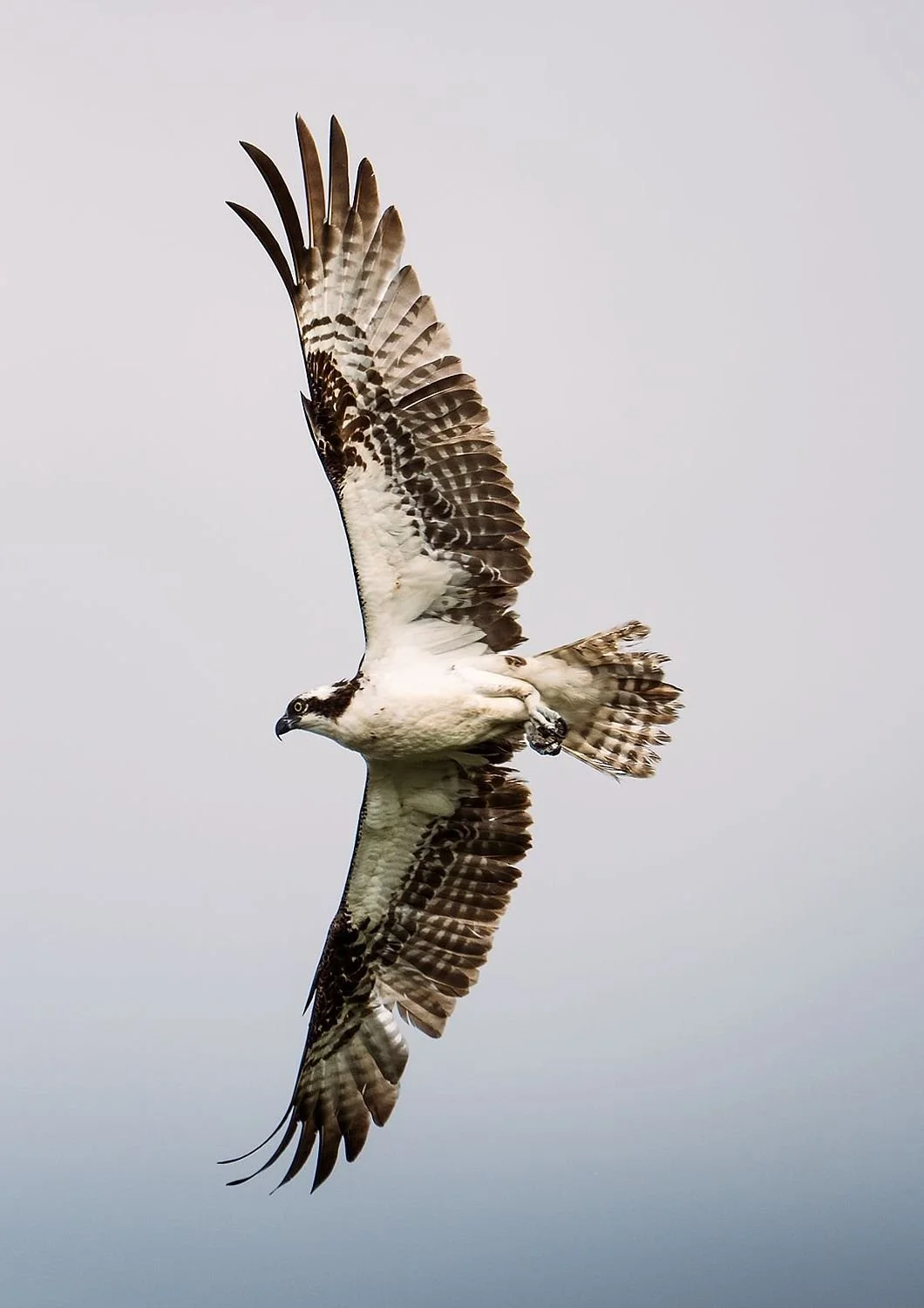 preview_7f09287d_601a7ec7.jpg