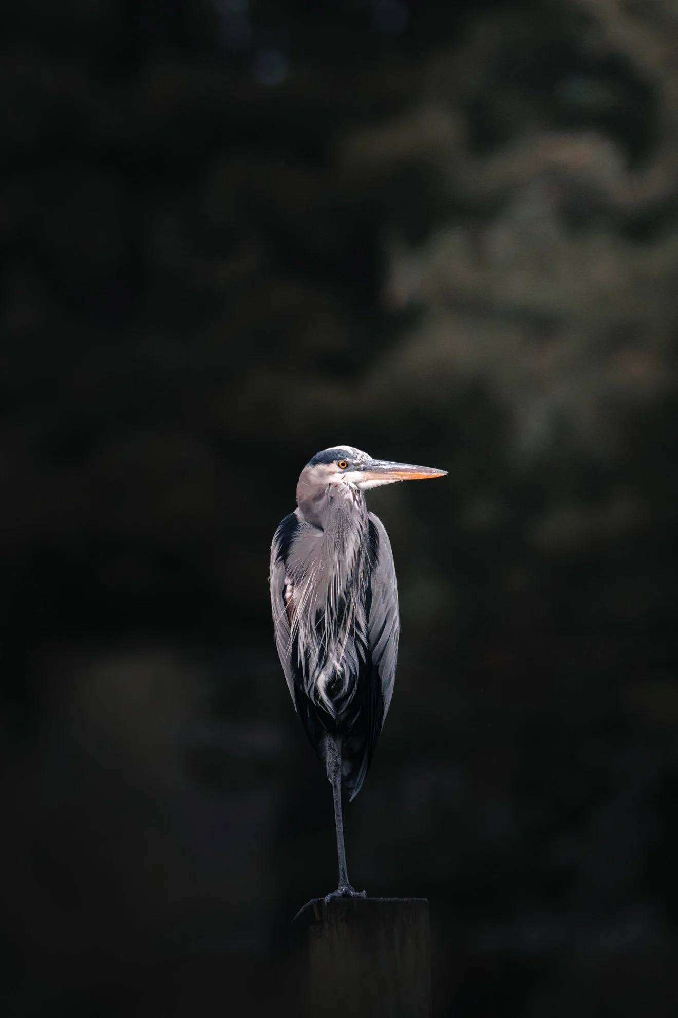 Great Blue Heron perched on a post against a dark background — fine art photograph by Tony Greene