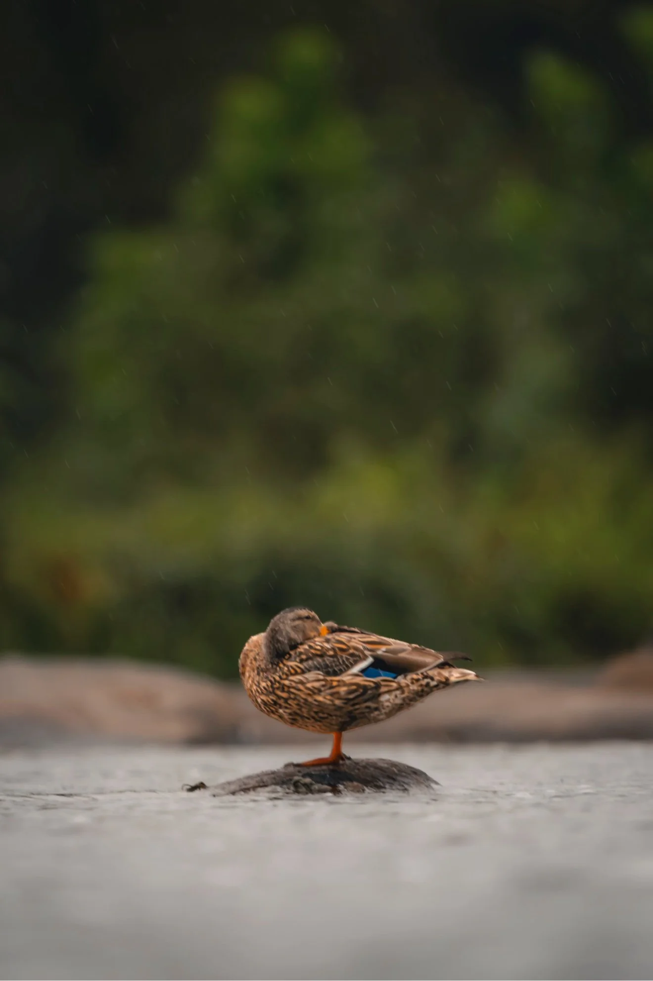 Mallard duck preening on a rock in the rain — fine art photograph by Tony Greene