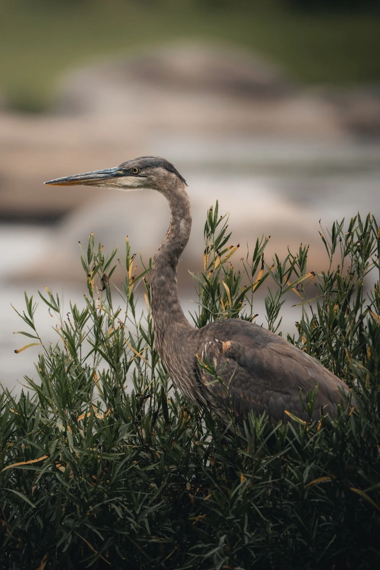 Great Blue Heron among reeds at the water's edge — fine art photograph by Tony Greene
