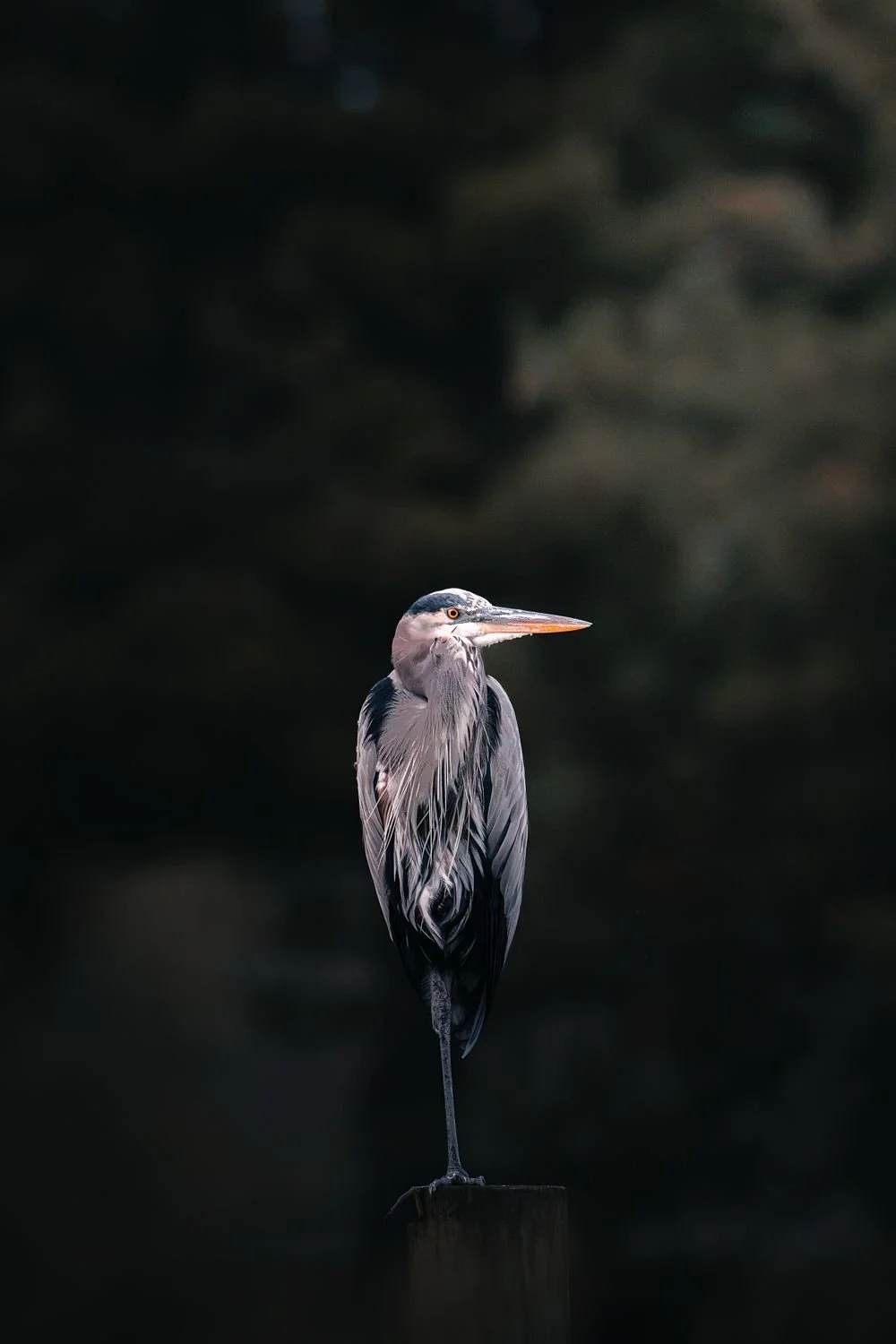 Great Blue Heron - Tappahannock, Virginia — fine art print by Tony Greene