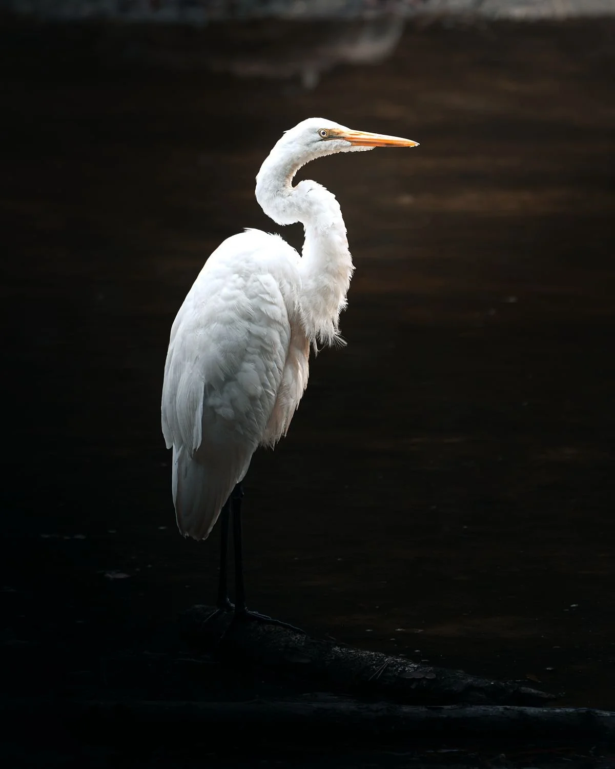 Egret - Henrico, Virginia — fine art print by Tony Greene