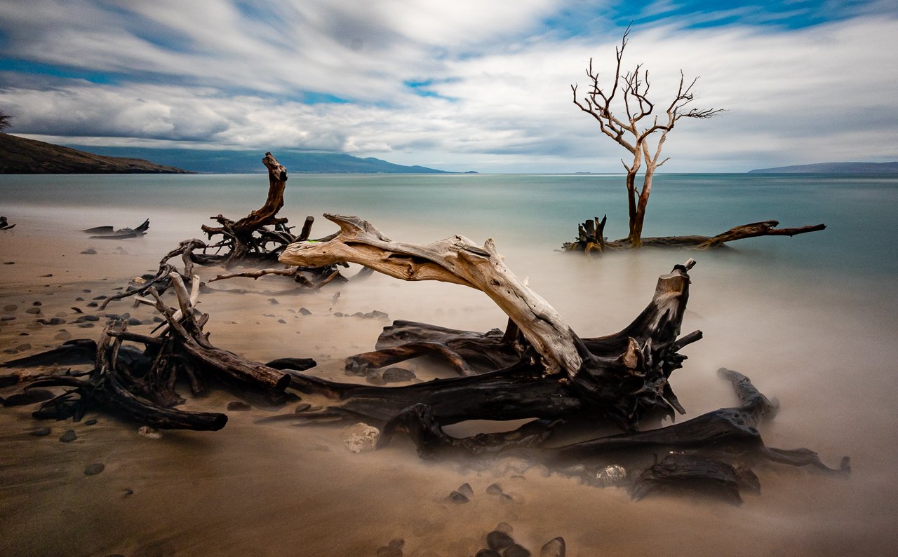 Skeleton tree.jpg