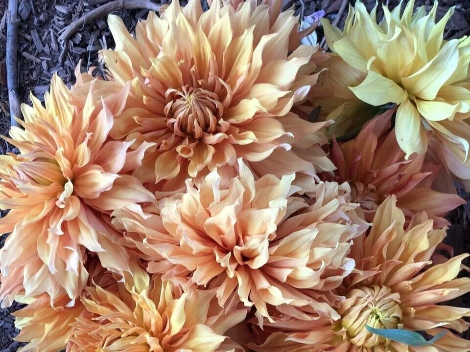 Artful flowers, Urban Farmed in West Oakland CA