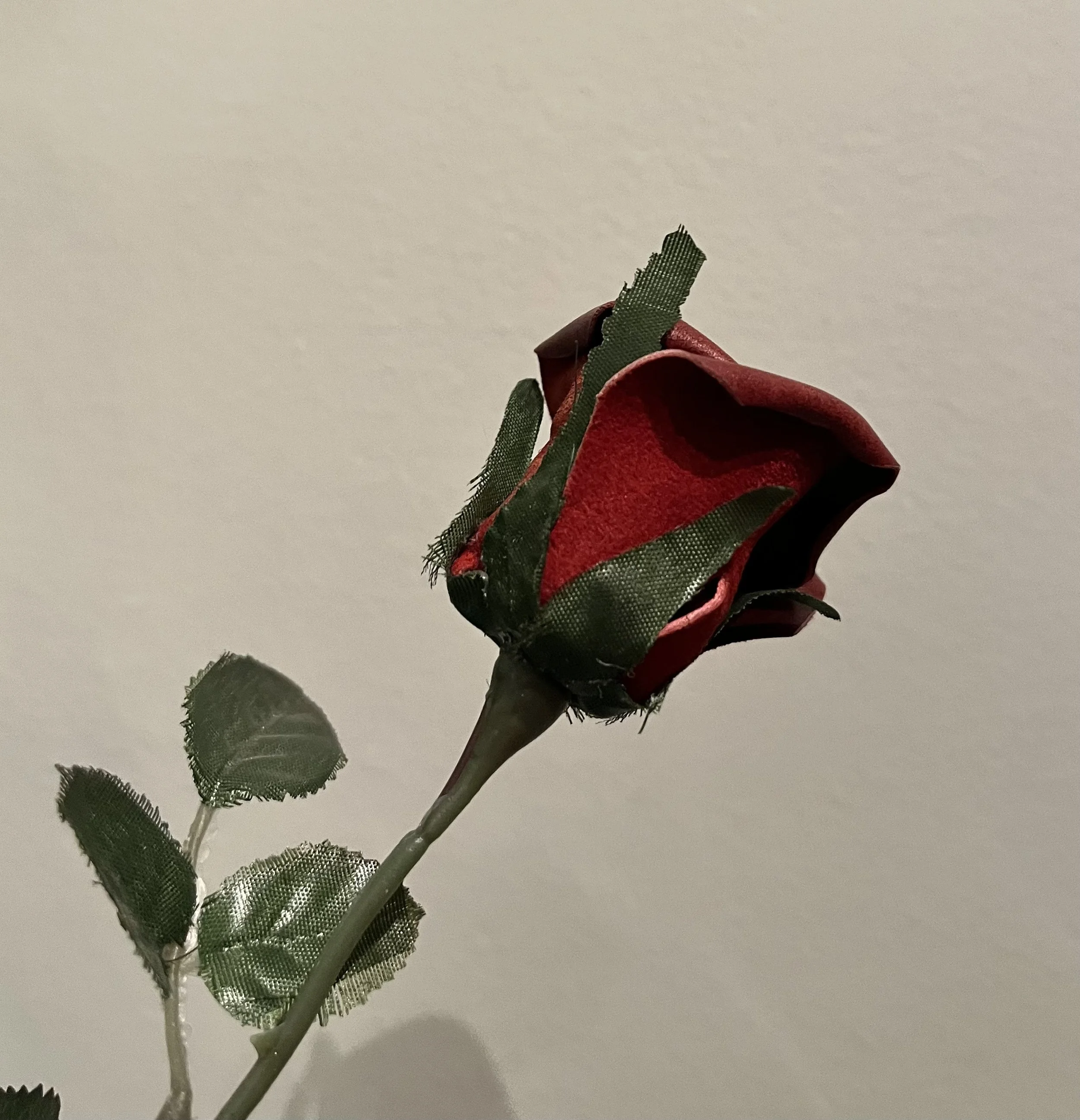 IMG_0128.jpg