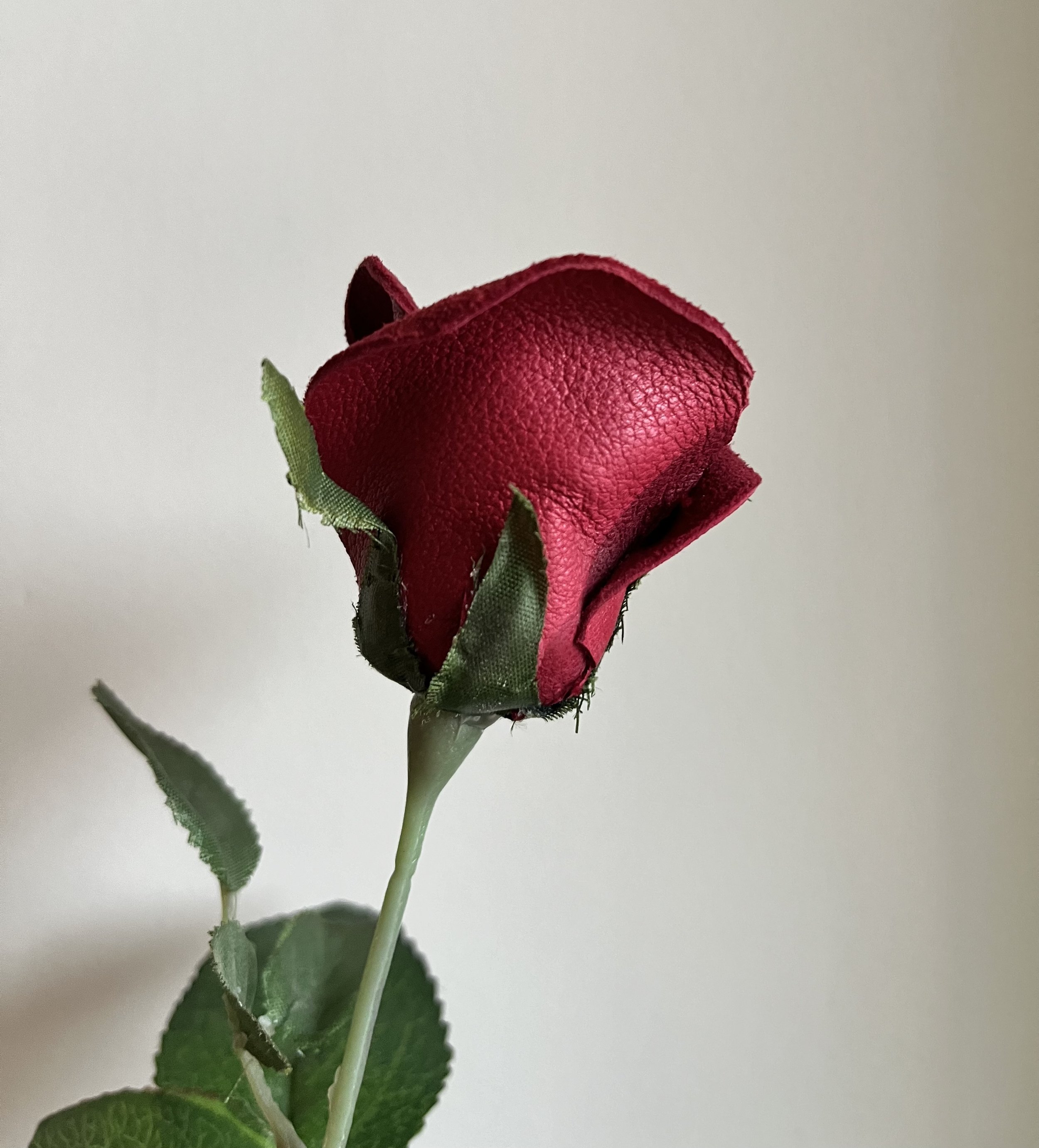 IMG_0124.jpg