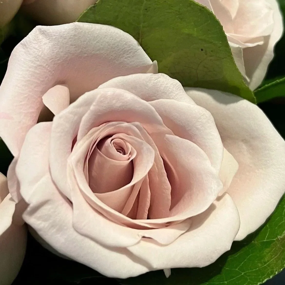 Sandy Pink