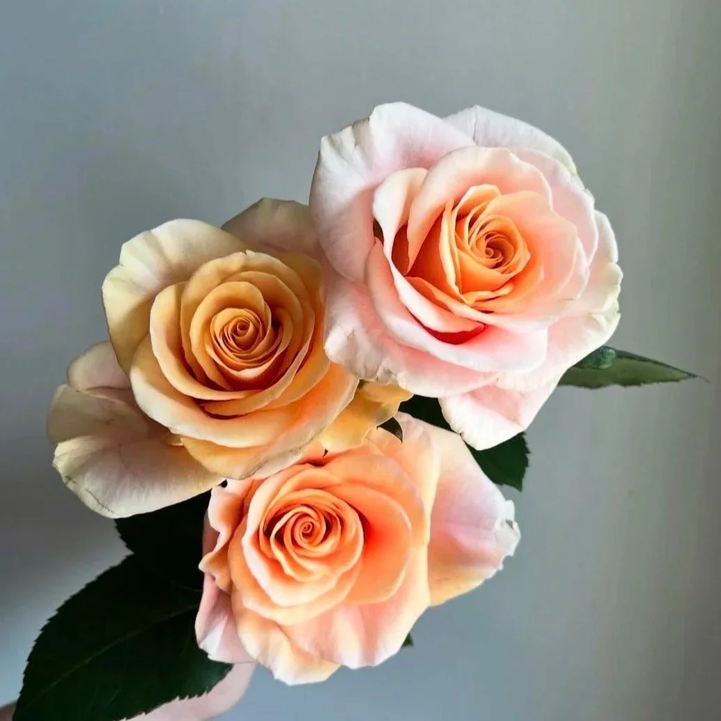 Soft Peach