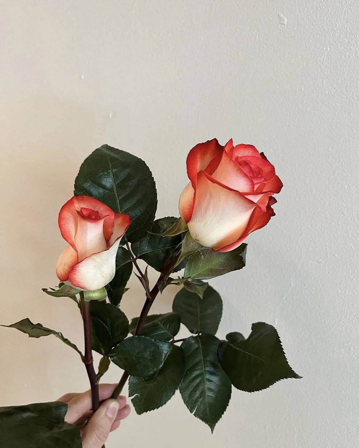 Two-tone Rose