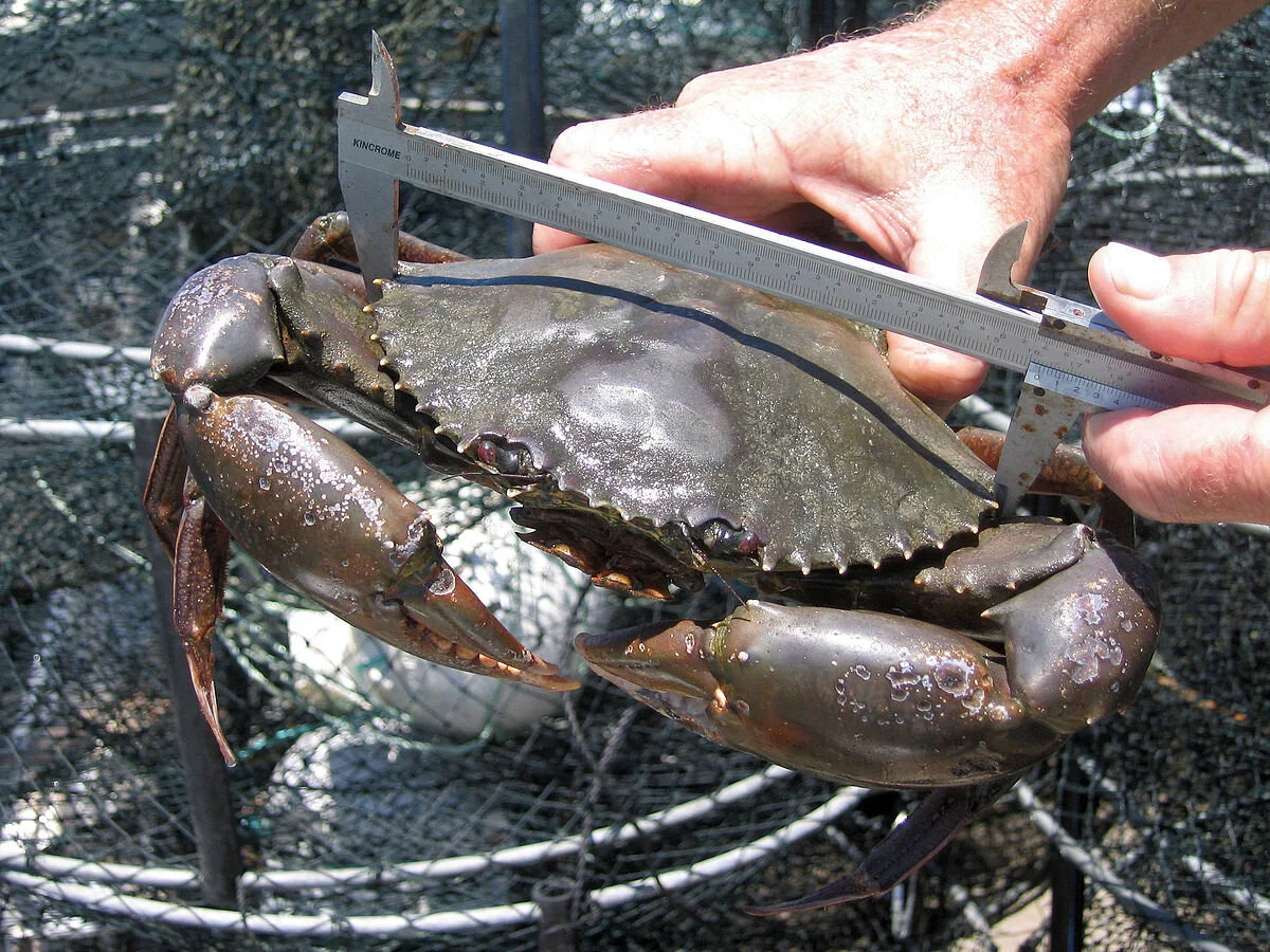 1200px-CSIRO_ScienceImage_10696_Mud_crabs_are_caught_measured_tagged_and_released_as_part_of_the_research_into_the_effectiveness_of_green_zones_in_Moreton_Bay.jpg