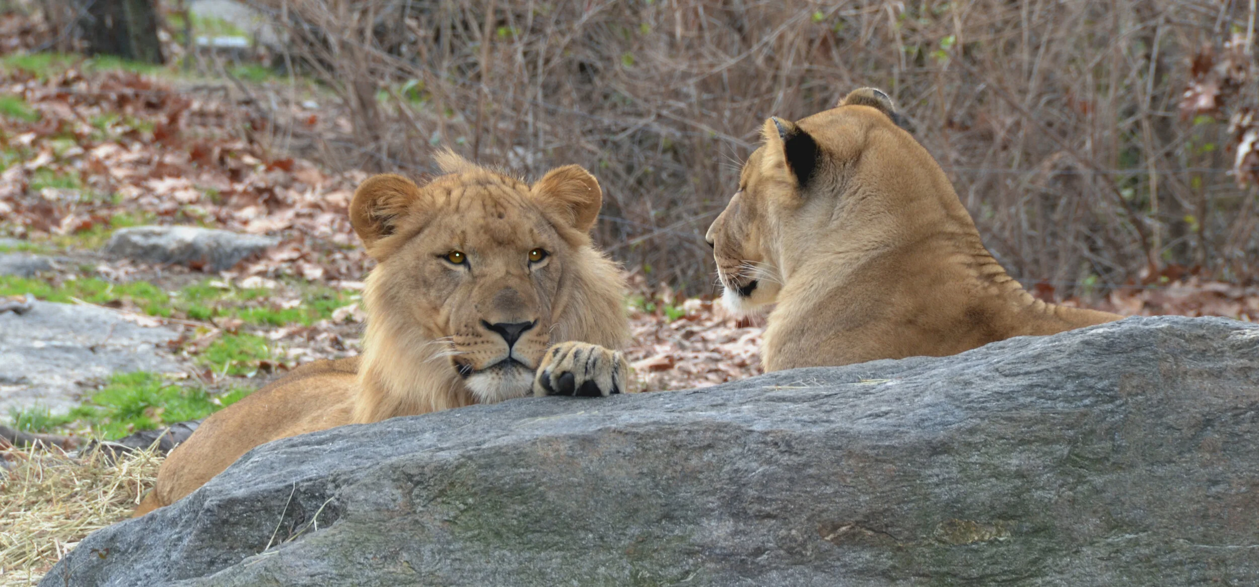 Furry Friends