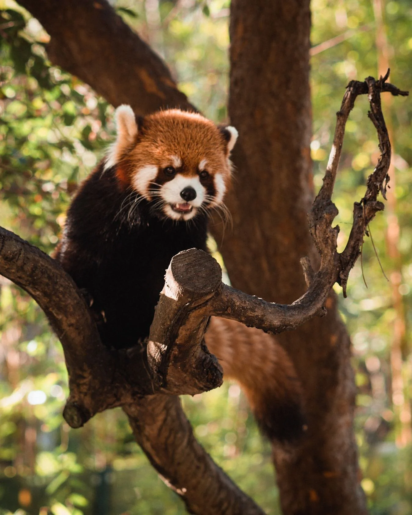 One of these red pandas succeeded in escaping their enclosure but failed to escape the zoo grounds recently. They also failed to escape my heart.

#redpanda #wildlifephotography #wildlifeaddicts #sandiegozoo #cuteanimals #naturelovers #naturephotogra