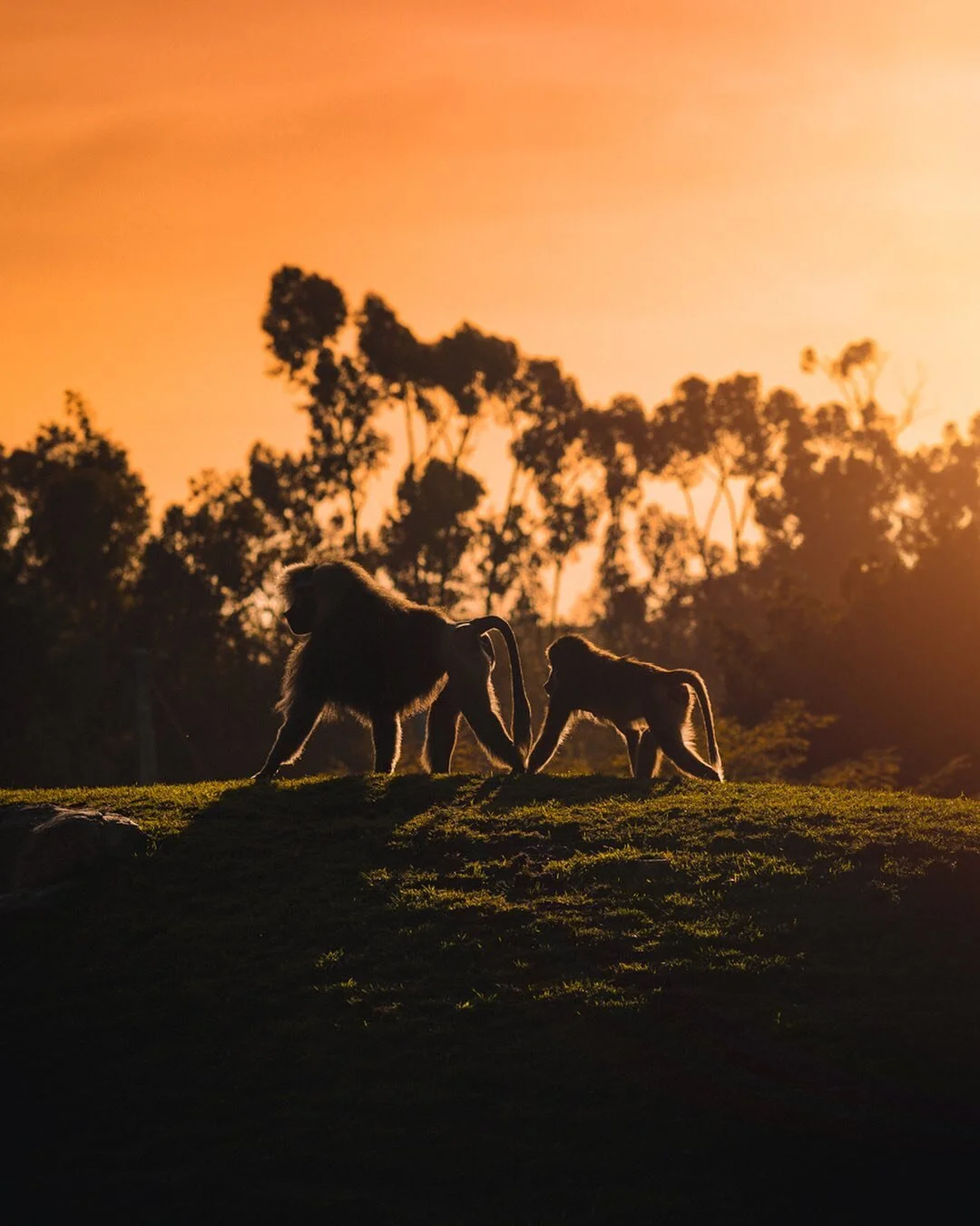 The Lion King live action

#wildlifeonearth #baboon #sunset_pics #animalkingdom #naturelovers #goldenhour #justgoshoot #wildlifephotography #wildlife #animals_captures #sandiegozoo #socal #exploresandiego #earthfocus #earthofficial #discoverearth