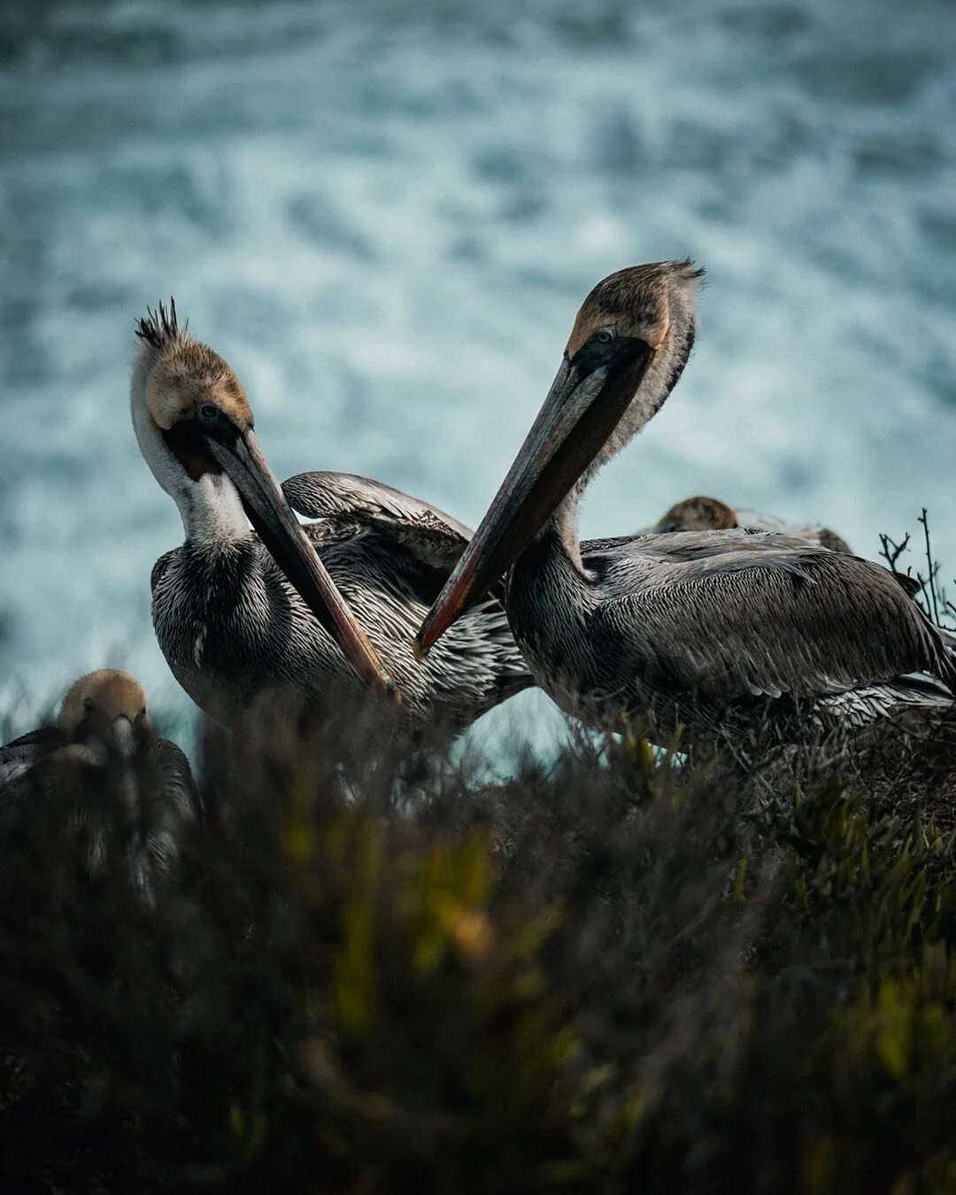 Brown pelicans are the only species of pelican to dive from 30 ft. above to capture prey. While they&rsquo;re known for diving, they actually cannot deep dive due to air sacs that keep them buoyant in the water.

#wildlifeonearth #earthofficial #eart