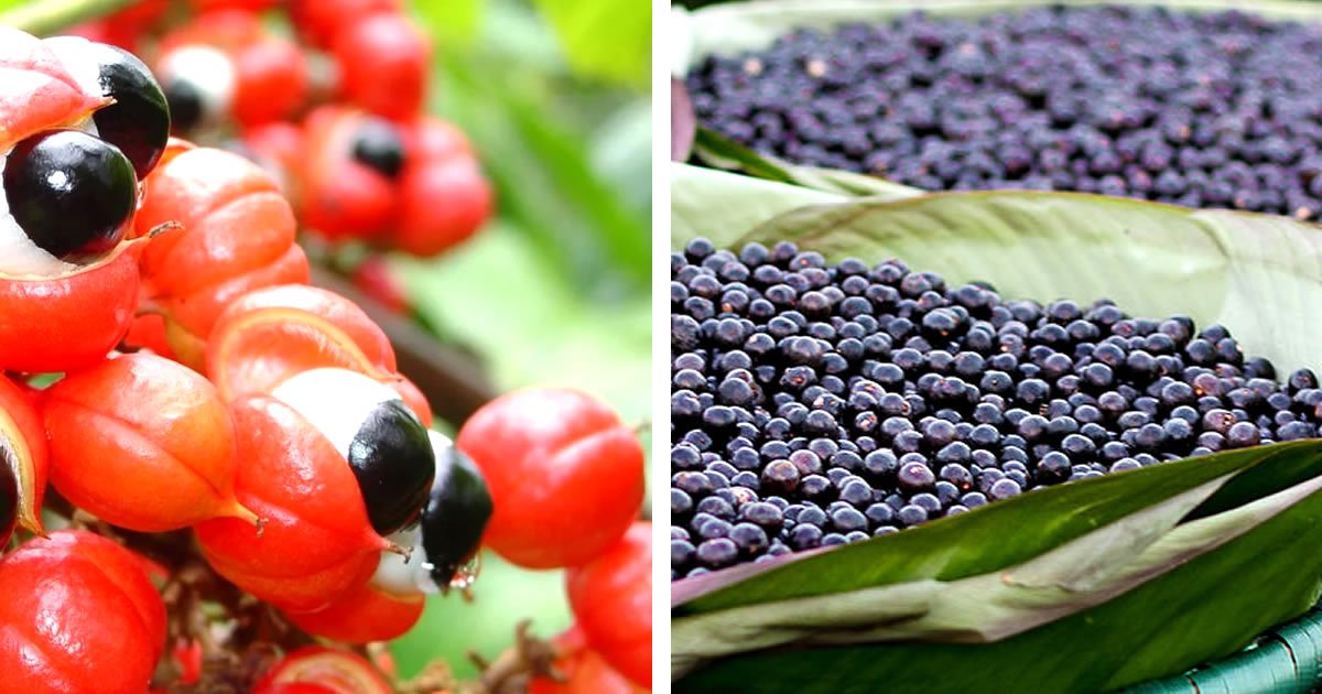 imagen de las propiedades de la fruta de guarana