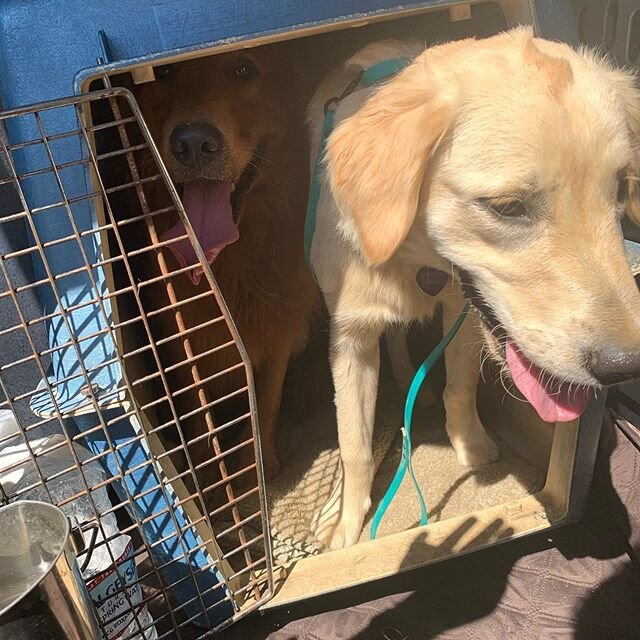 Car crate training is going well. They both rushed in and Mila was annoyed she wouldn&rsquo;t fit 😬🤦&zwj;♀️🤷&zwj;♀️
#dogsareweird #goldenretrievers #goldensarethebest #sunshineforyourday