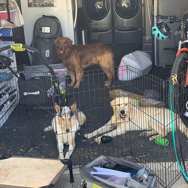 Garage dogs! Easy way to practice not rushing out of the garage, let the dogs view different things in the neighborhood safely, and chill with me while I clean the car.
#goldenretriever #smoothcollie #garagedogs