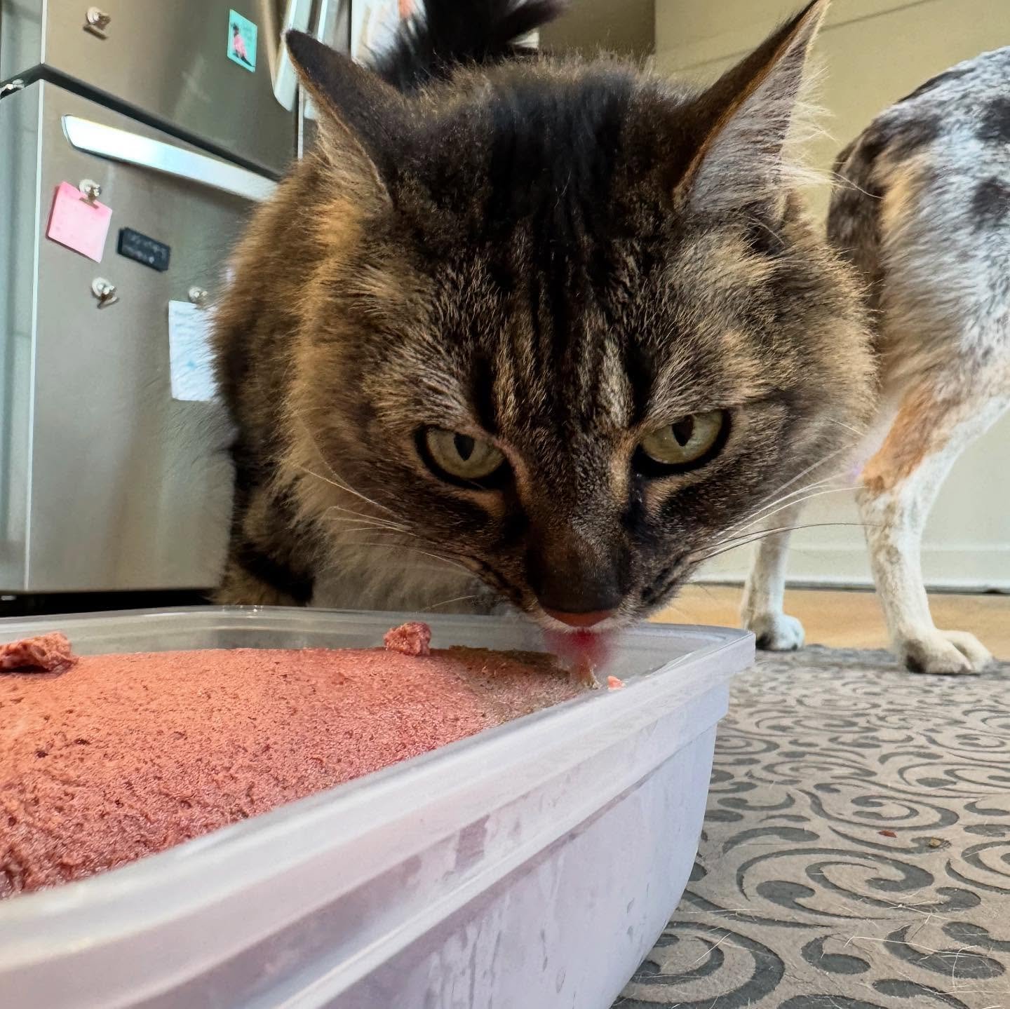 When the cat says she needs some raw, you obey.
