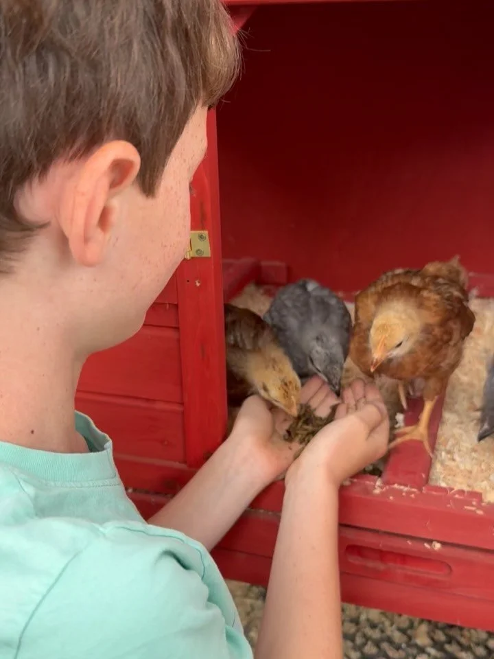 When your friend&rsquo;s kids are actual chicken whisperers. Thank you for coming over @hundywood - my heart is so full from your babies having fun with my chickens (and bone yard)!