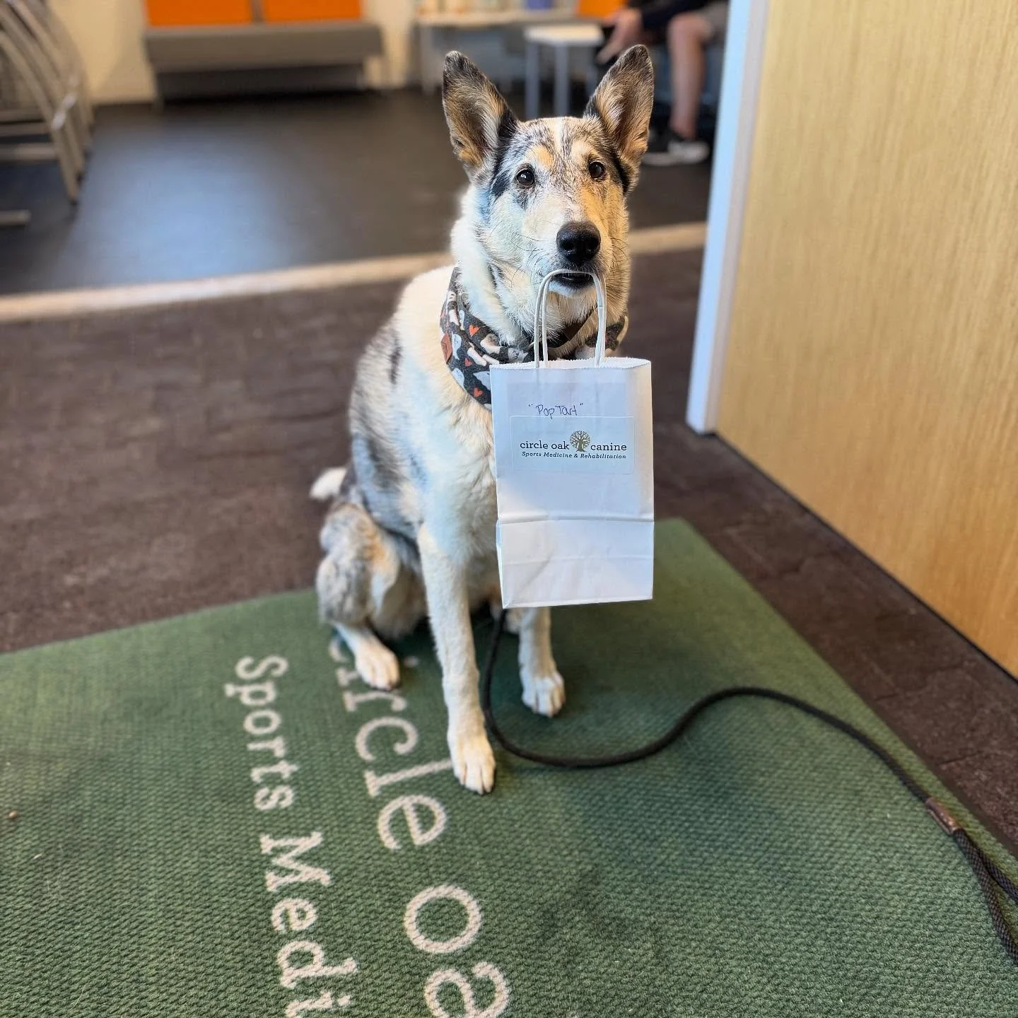 Mila waiting for her acupuncture at @circleoakrehabilitation