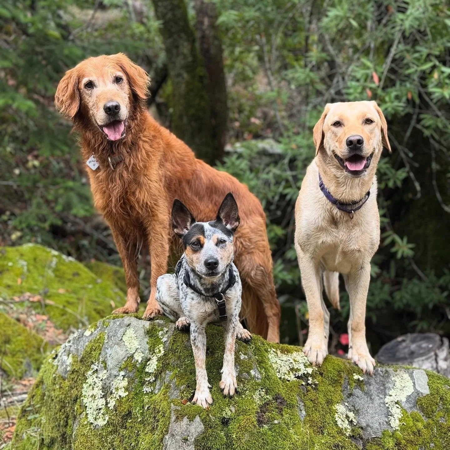 Getting back on track with our hikes!