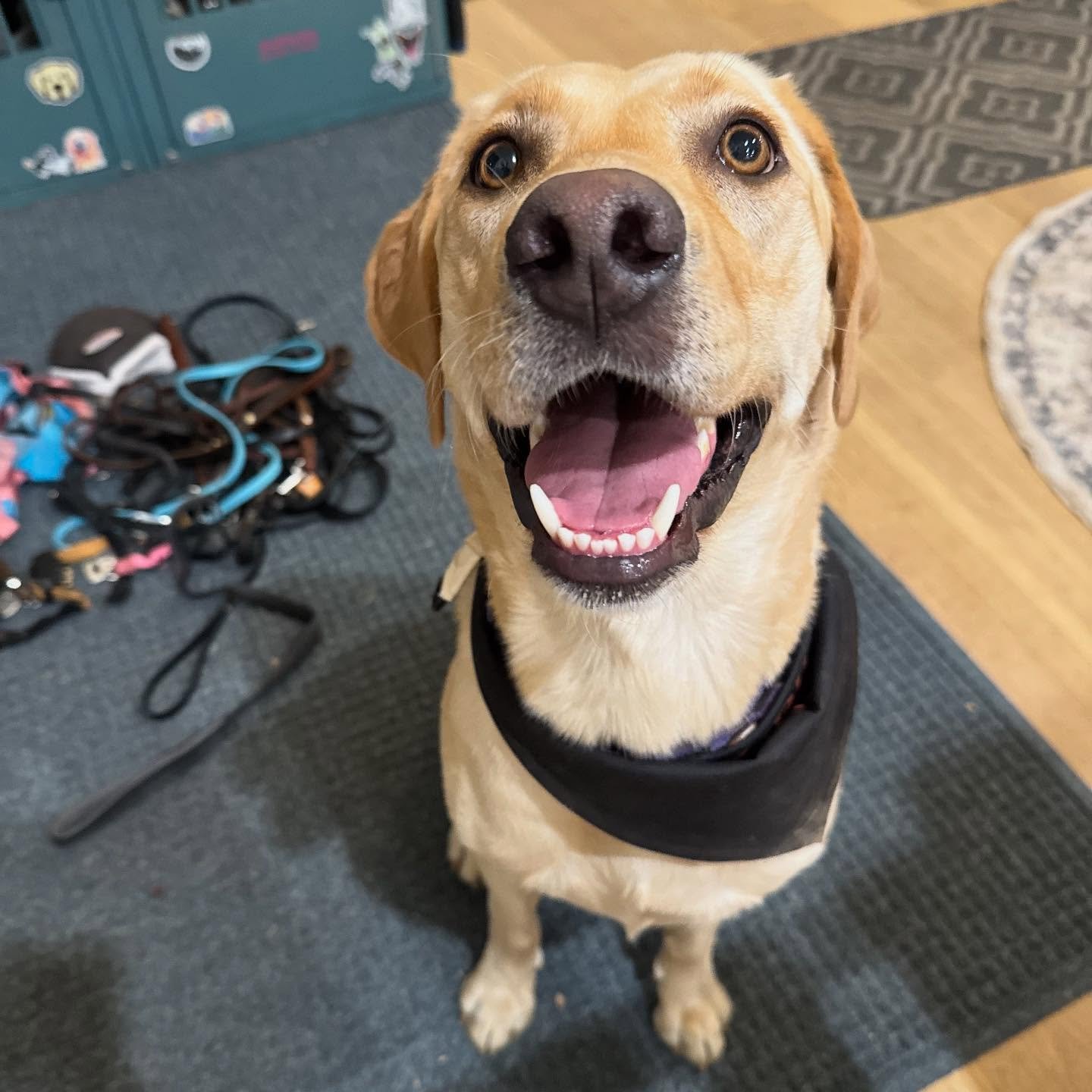 Louie knows she&rsquo;s my favorite not quite resident dog