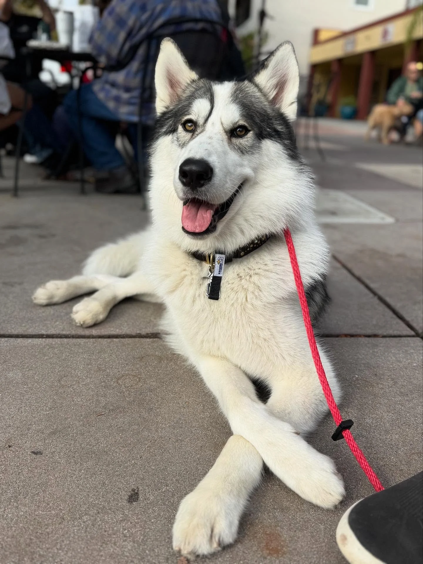 Kowi 😍 what a hunk.