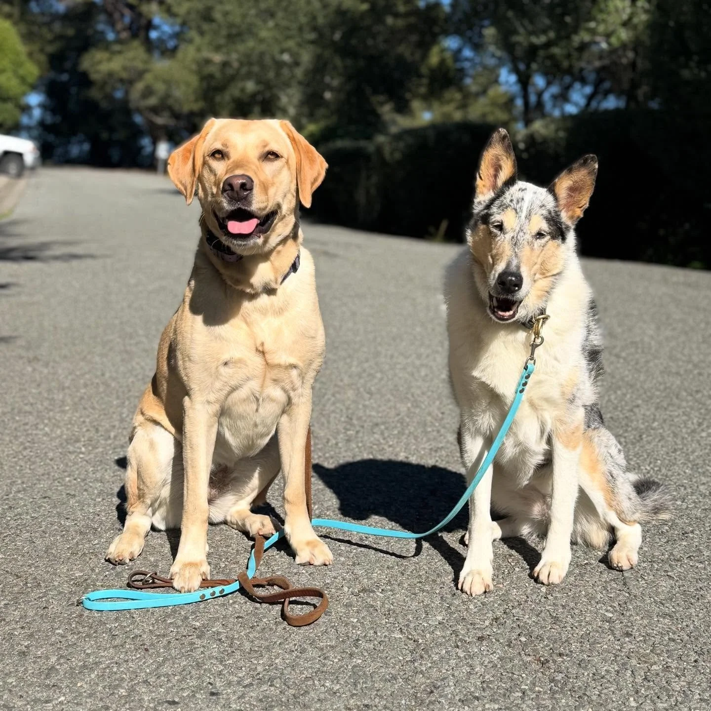 I adore walks with these two. Mila is the perfect buddy when we do obedience walks with Louie. A little slower, no pulling, everything is chill. Fills my heart.