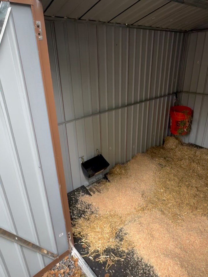 Sheep shed is all set up before the rains! And new supply shed is organized. Phew.