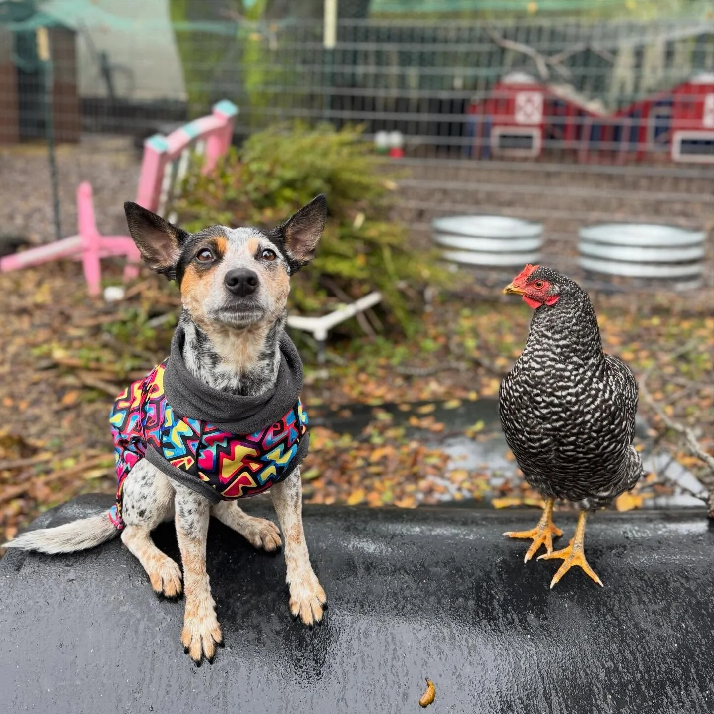 &ldquo;Omelet don&rsquo;t be mean to the cattle dog&rdquo;