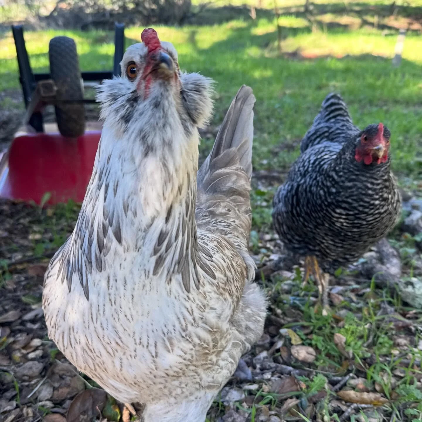 Against all weather odds, the girls have begun to lay!