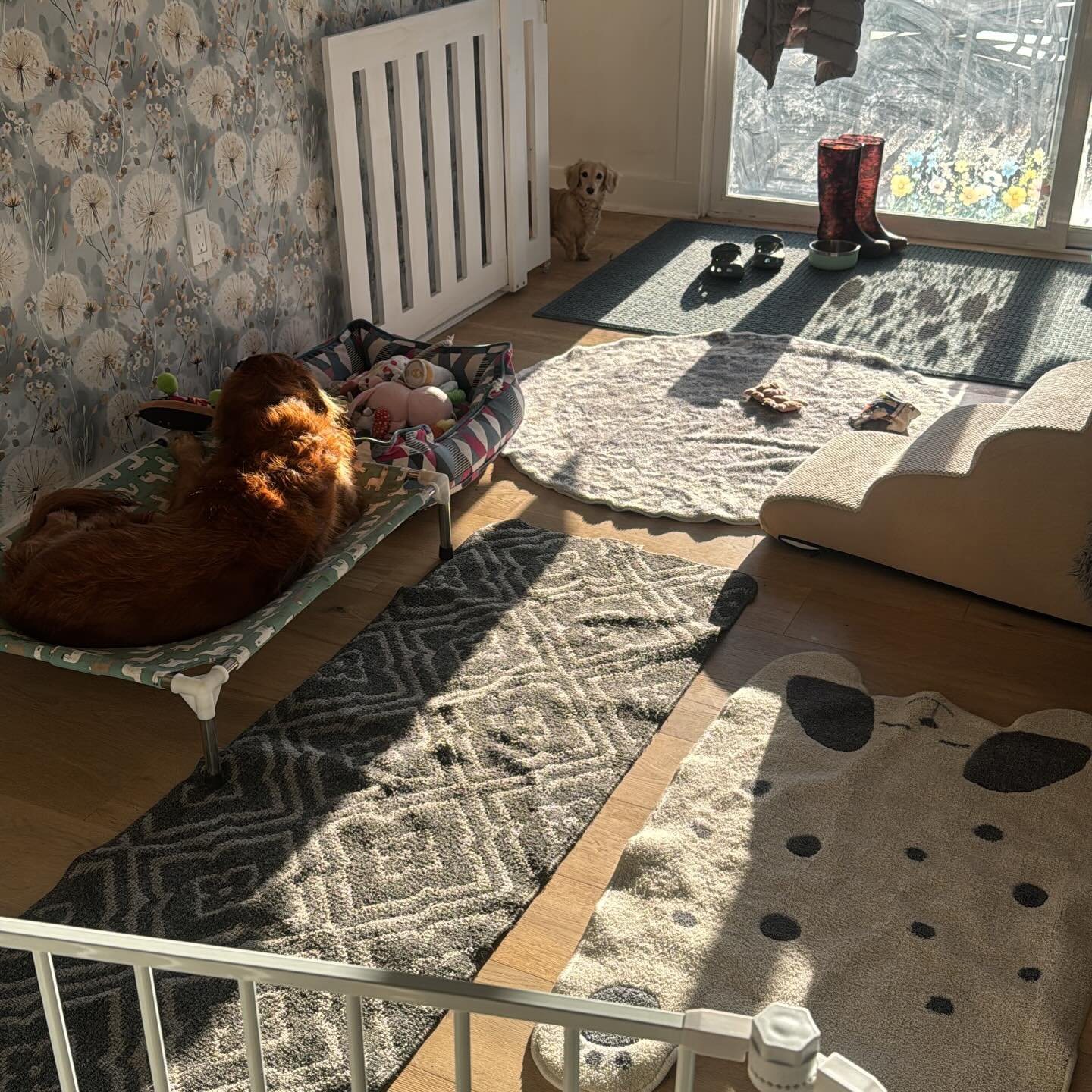 Doggie dinning room all cleaned up post winter break chaos. Fresh wall paper, clean floor mats and toys. And a Lark just doing quality control on all the fresh toys. (Plus tiny Pearl peaking into her digs.