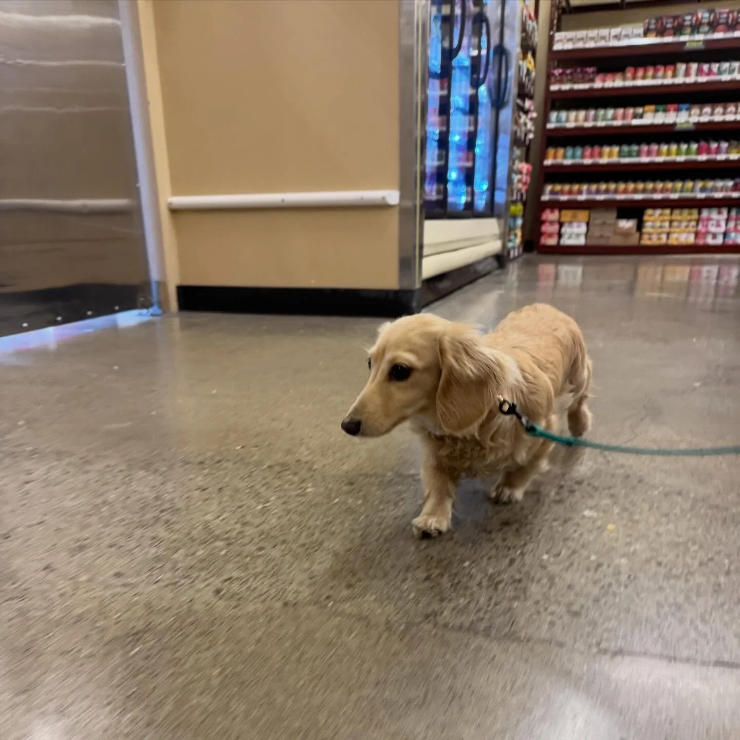 Yesterday was a huge day for tiny Pearl. She went for a walk with Rizzo, went to and walked all over the pet store by herself. Peed on bark in a new place (has only peed on grass until this week). Walked multiple new places on leash one her own (woul