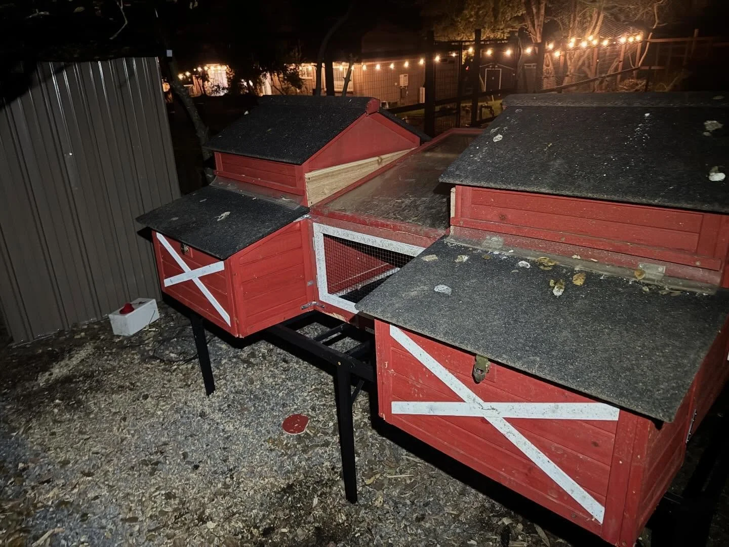 Okay Mabel&hellip; the coop is no longer for you, okay? OKAY!?