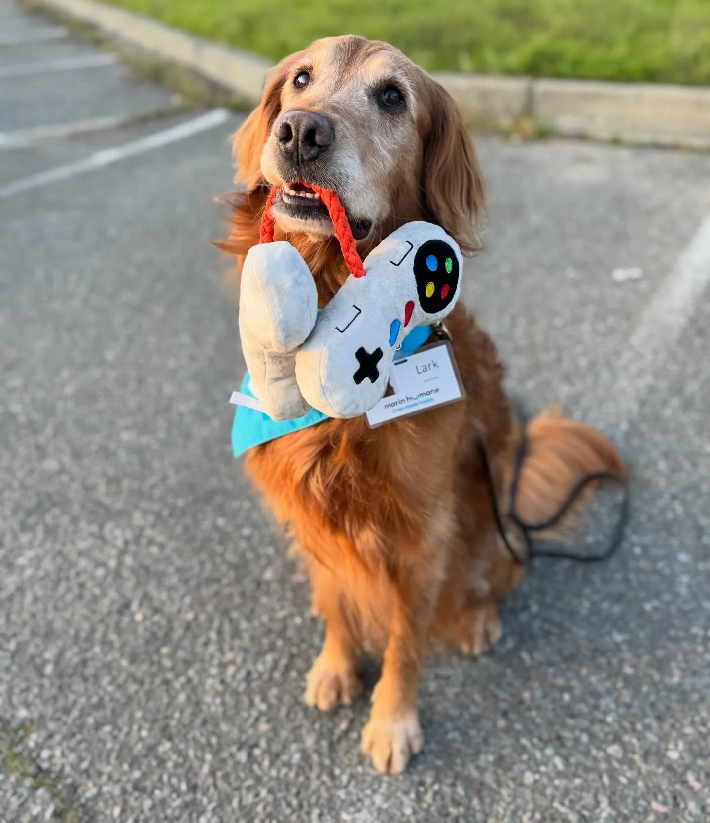 Lark might be my ESA at home, but he&rsquo;s an amazing therapy dog to the kids at Juvie, too.