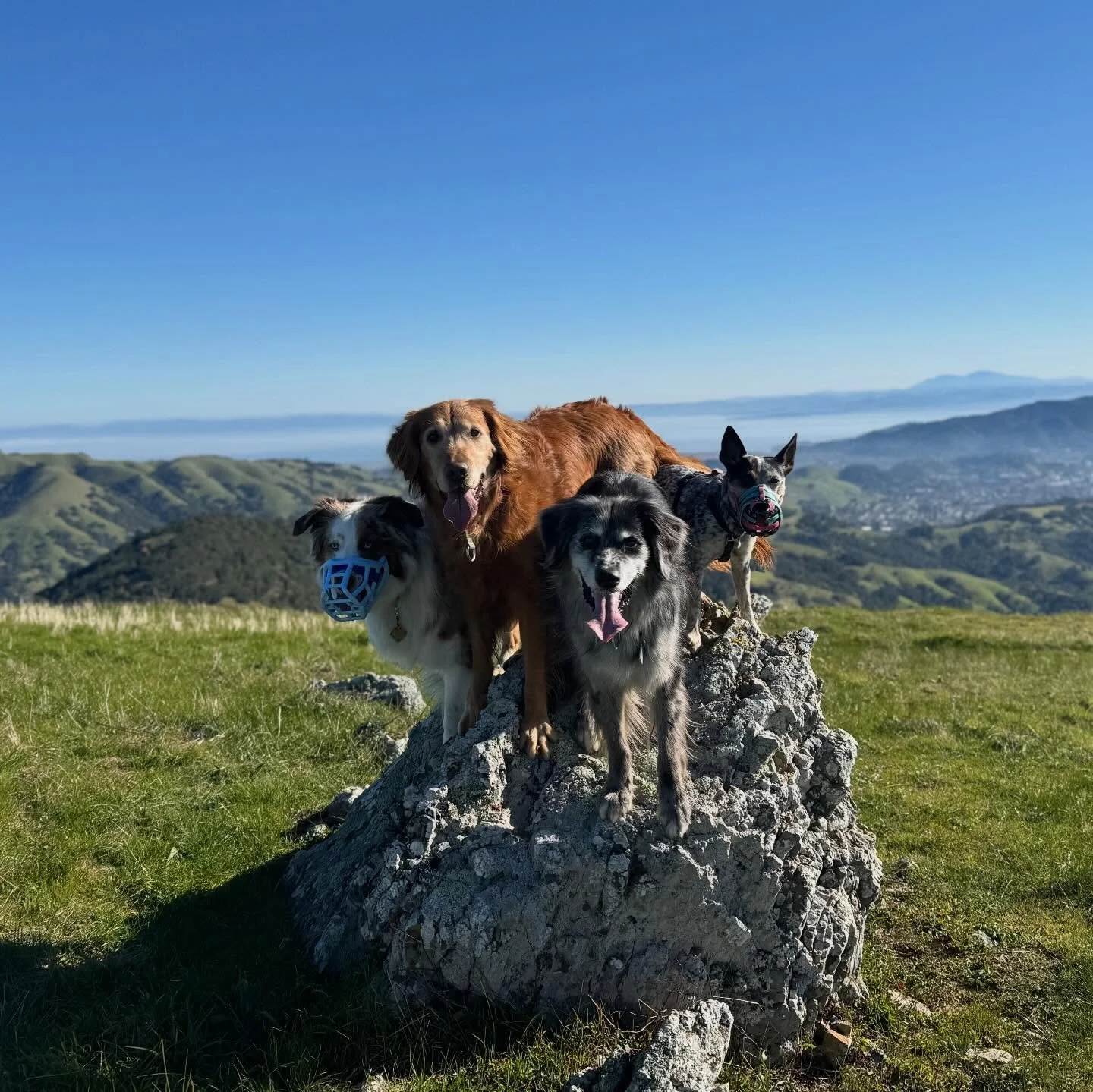 Yesterday&rsquo;s hike if you were less than 50% golden, you had to be muzzled 😂. They even organized themselves, golden boys in the middle, duh.