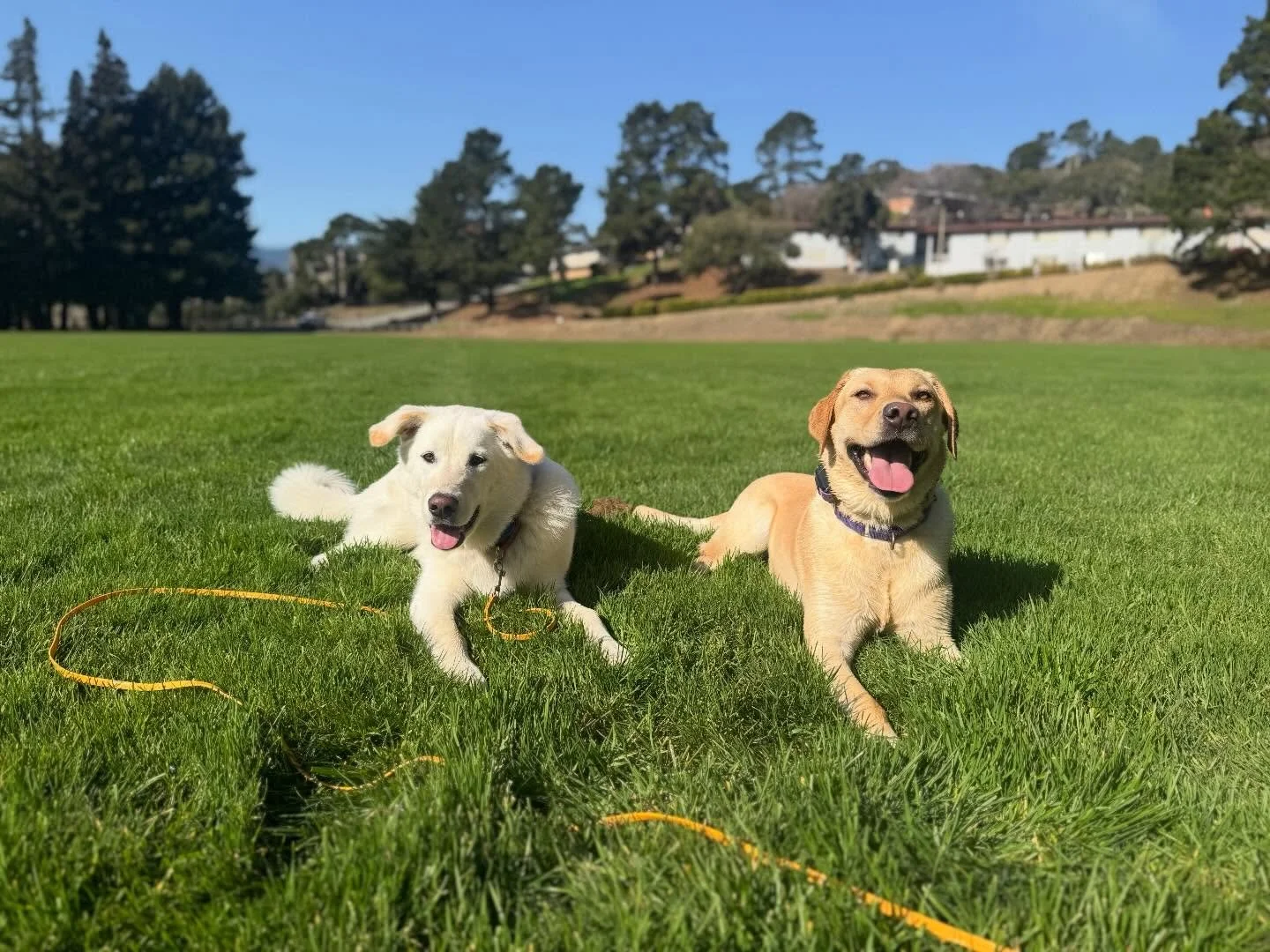 Louie is such a good helper!